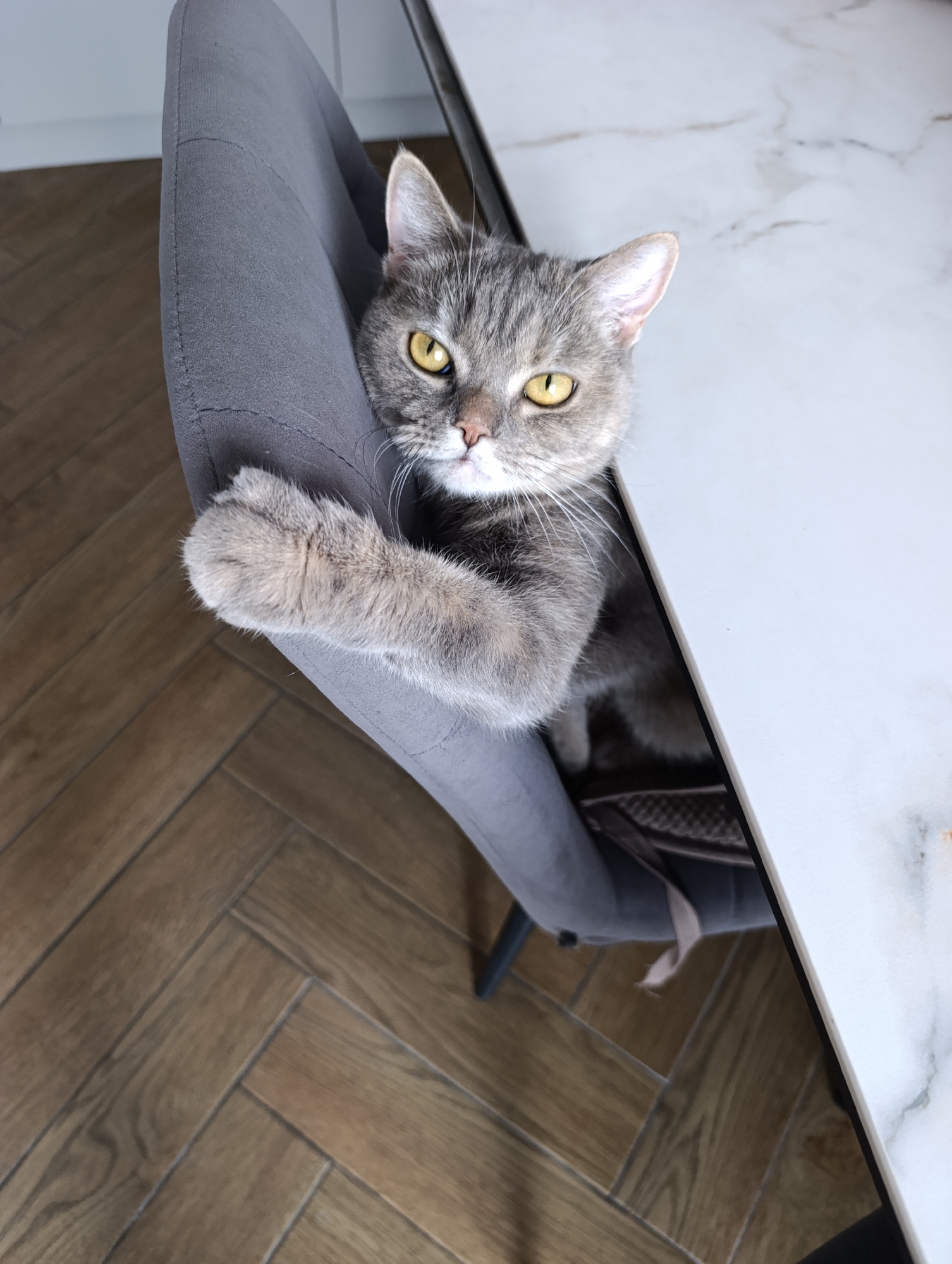 A gray tabby cat with yellow eyes is sitting in a gray chair, with one paw resting on the chair's arm, next to a white marble-patterned table. The chair is positioned on a wooden floor with a herringbone pattern. The location is the city of Chaikovsky, Russia.