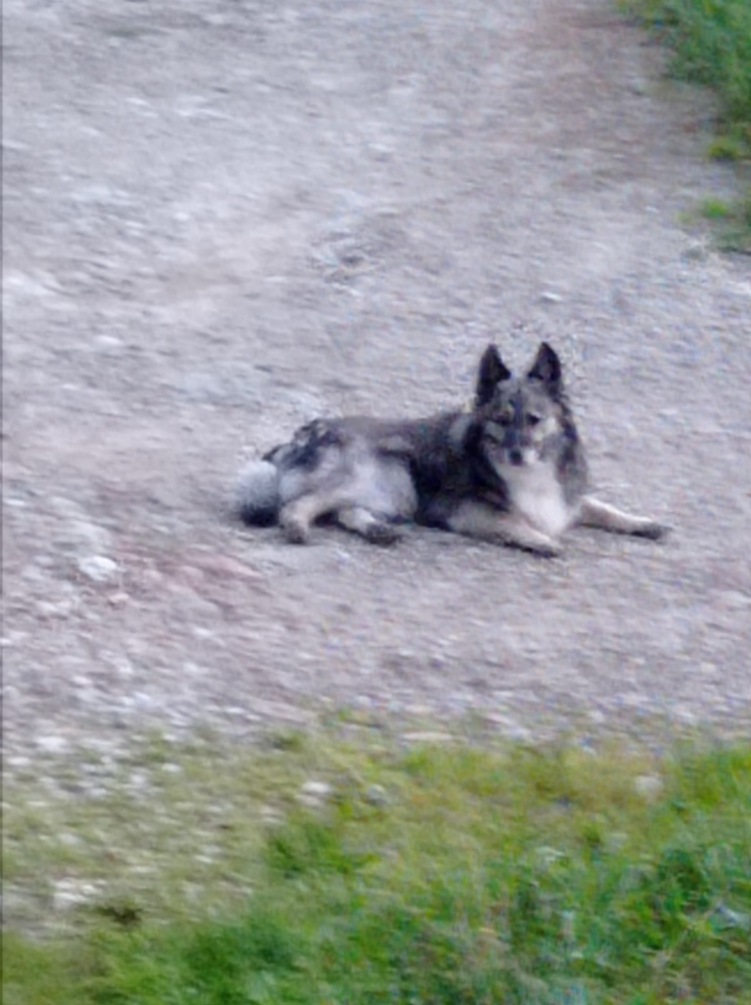A medium shot captures a dog lying on a gravelly surface. The dog has predominantly gray and white fur, with pointed ears and a bushy tail. It is positioned facing the camera with its head slightly turned to the left. The background consists of more gravel and some blurred green vegetation. The scene appears to be outdoors, possibly in a rural or undeveloped area.