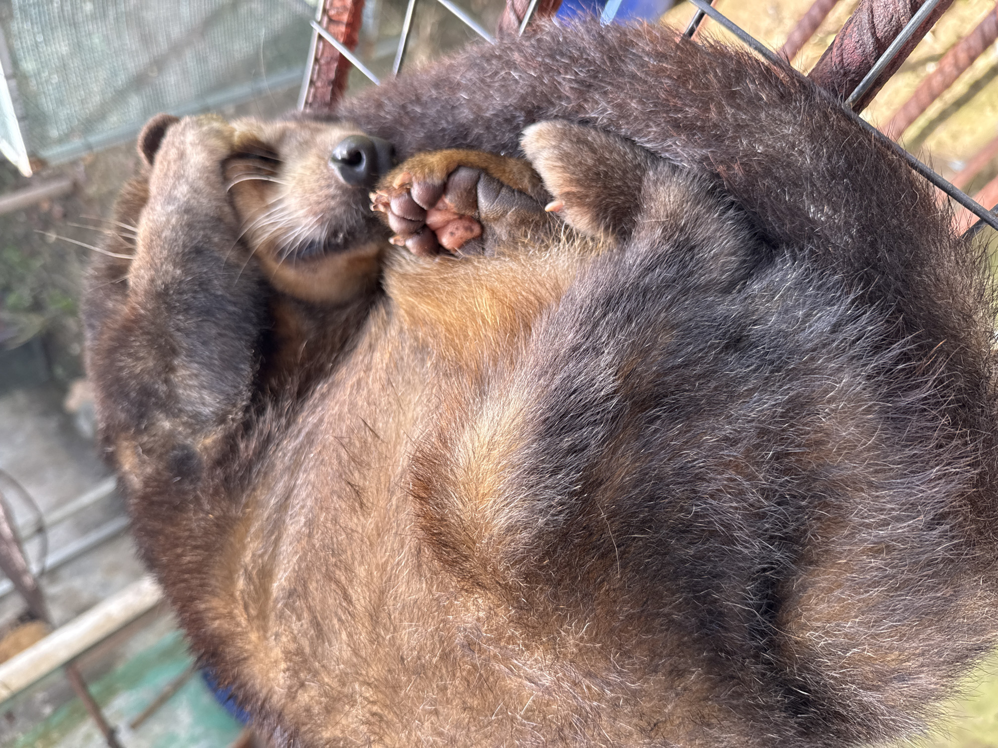 In Baturiti, Indonesia, a civet sleeps curled up in a cage. Its fur is a mix of dark brown and lighter tan, and its paws are visible. The cage appears to be made of metal bars, and a blurry background suggests an outdoor setting with greenery and structures.