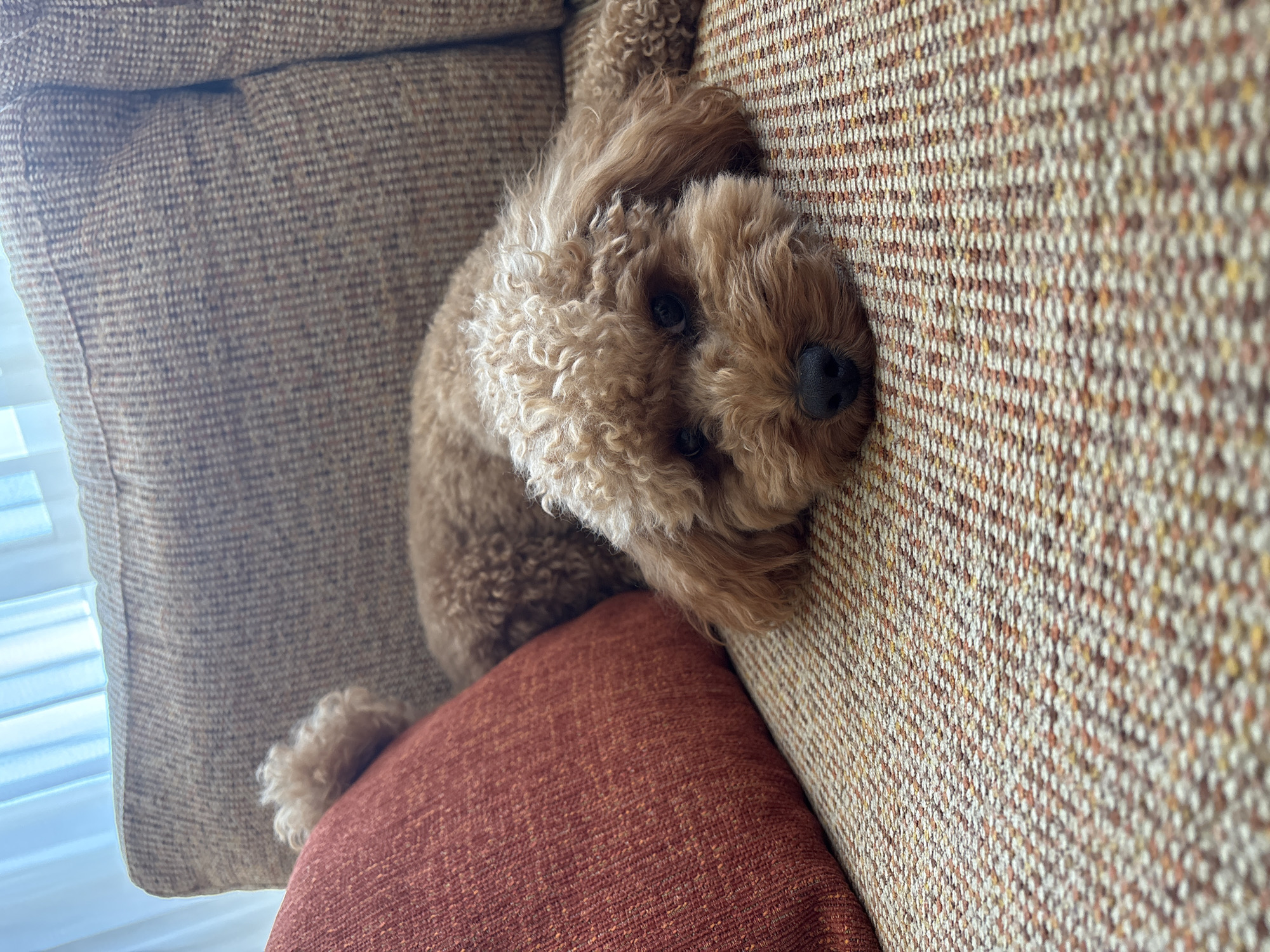 A toy poodle lies on a textured couch with an orange pillow to its left. The dog is facing the camera with its head resting on the couch. The couch has a woven pattern of brown, orange, and cream threads. The background shows a blurred window with sheer curtains. The scene is indoors and appears to be in a residential setting. No specific location in Sanxenxo, Spain can be determined from the image.
