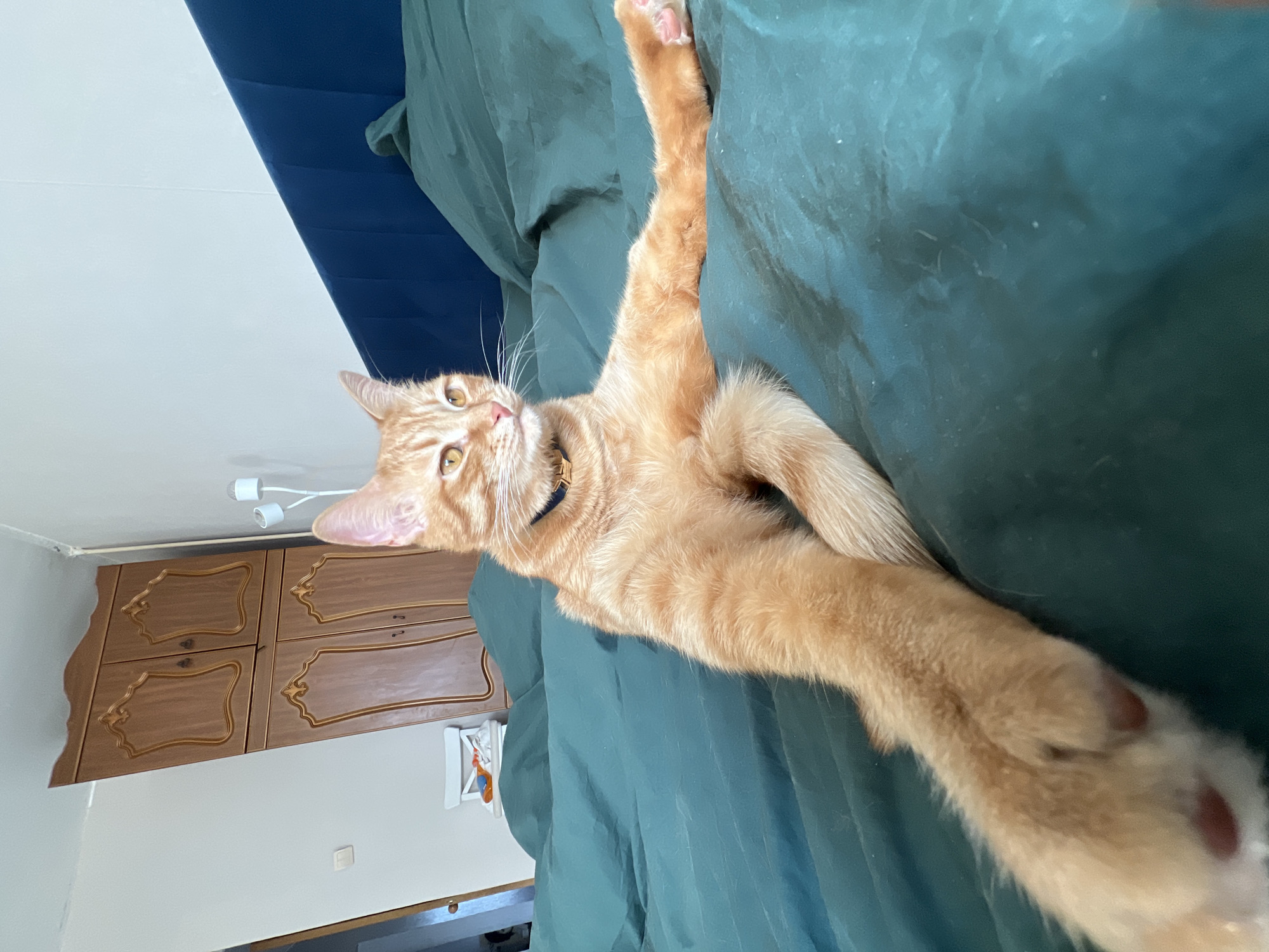 An orange tabby cat, wearing a black collar with a gold-colored tag, is depicted lying on its left hip on a bed covered with a dark teal duvet. The cat's head is turned to its right, with light yellow eyes and prominent white whiskers. Its right front leg is fully extended towards the viewer, displaying pink paw pads, while other limbs are partially visible. The background reveals a wooden four-door wardrobe with ornate, gold-trimmed panels on the left, adjacent to a partially visible doorway and a white chair. To the right, a dark blue fabric headboard abuts a light-colored wall, behind which a white floor lamp with two bulb holders is visible. This indoor domestic scene is situated in the city of Moscow, Russia.