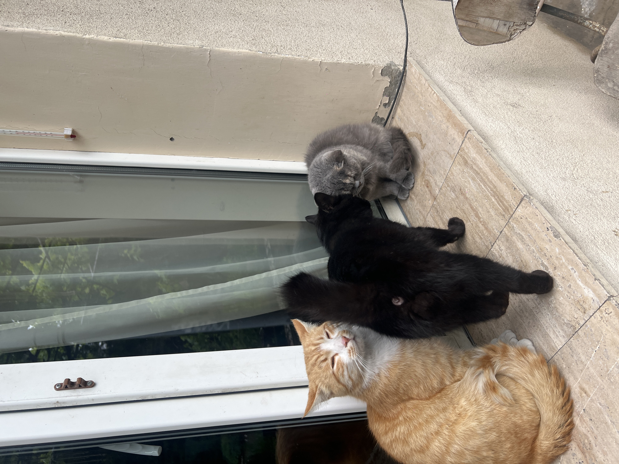 The image shows three cats resting on a ledge outside a window. The cats are, from top to bottom, a gray cat, a black cat, and an orange tabby cat. The ledge is tiled and abuts a white-painted wall. A thermometer is affixed to the wall above the window. The location is Yerevan, Armenia. The window has white frames and a semi-transparent curtain. There is an exterior area with vegetation visible through the window. A wooden chair or table leg is visible in the upper right corner of the image.