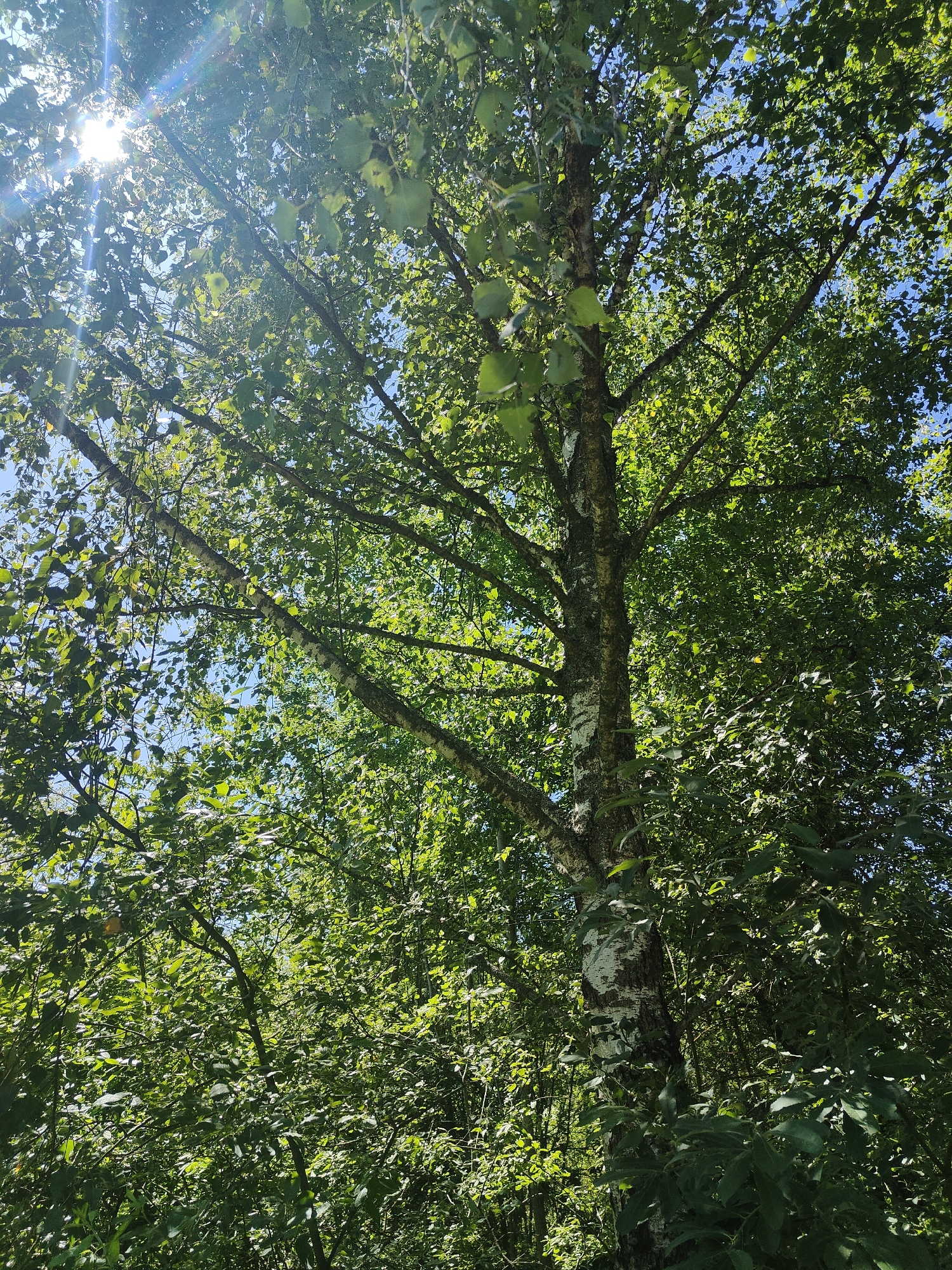 A vertical, low-angle shot captures a birch tree in a forest. The tree's white bark with dark markings is prominently featured on the right side of the frame. Sunlight streams through the dense, green foliage overhead, creating lens flares and dappled light patterns. The sky is a clear blue, visible in patches between the leaves and branches. The surrounding environment is a thick forest with lush green undergrowth and more trees.