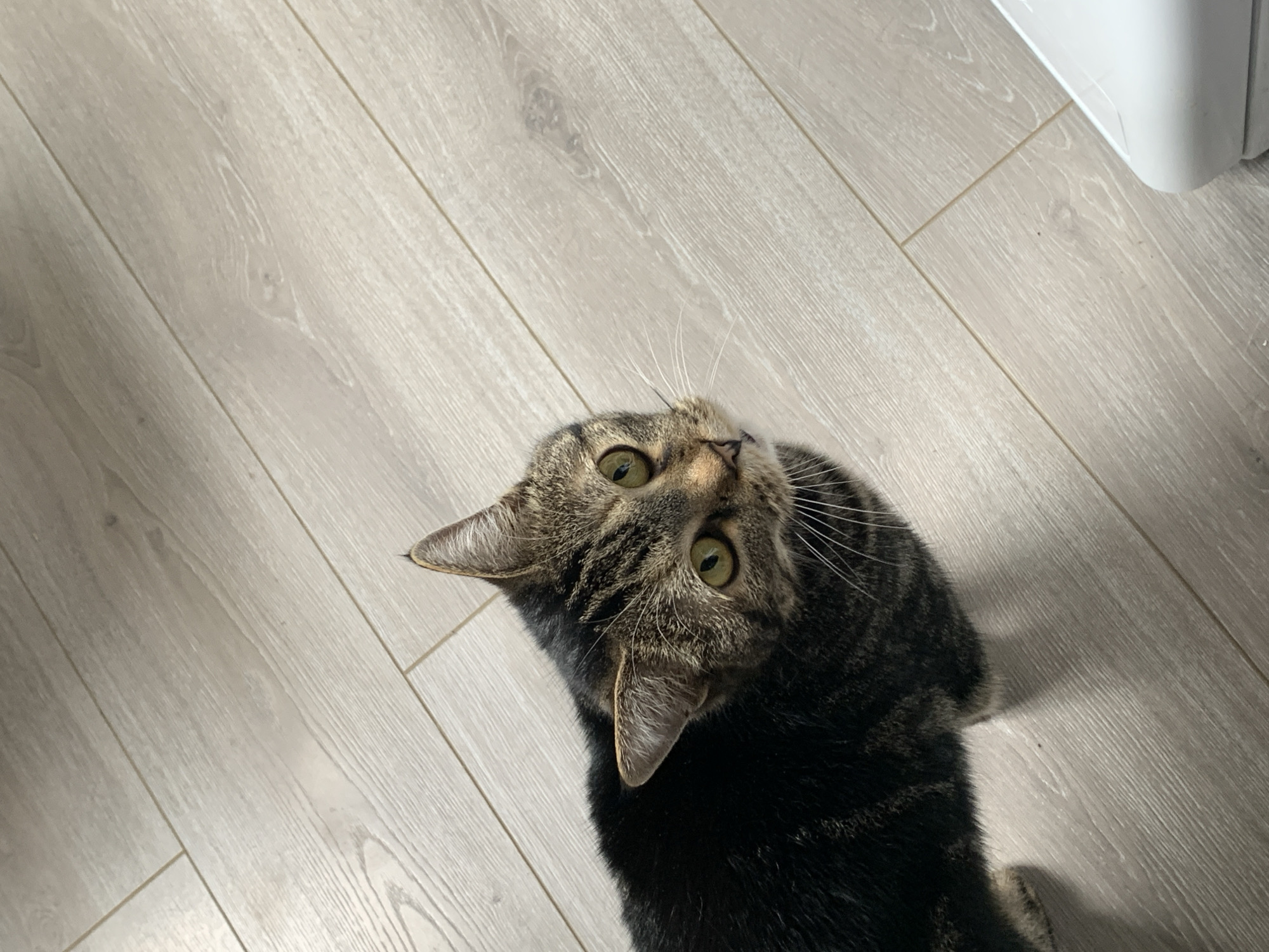 A cat is looking up at the camera. The cat is a tabby with green eyes. It is standing on a light wood-grain floor. A white object is visible in the upper right corner. The image does not provide enough detail to identify a specific location in Stavropol, Russia, or any actions or interactions taking place.