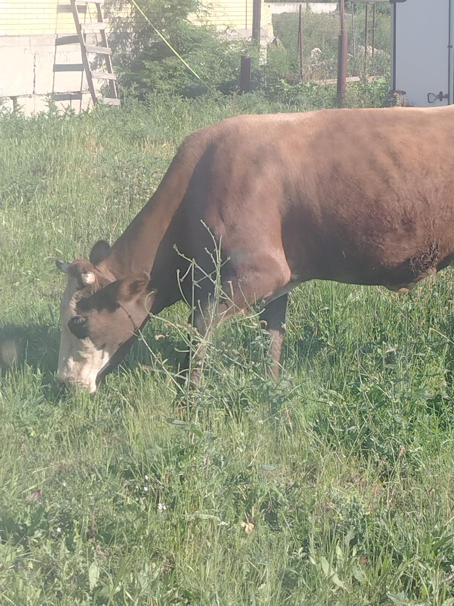 A brown and white cow is grazing in a grassy field. The cow has its head down, eating grass. In the background, there is a wooden ladder leaning against a building made of light-colored bricks. Further in the background, there is a fence and some trees. The scene appears to be in a rural area.