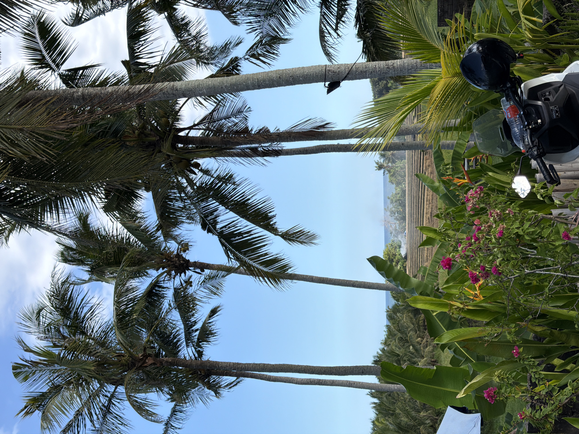 The image depicts a scene in Selemadeg Timur, Indonesia, looking up through palm trees towards a blue sky and the ocean. In the foreground, on the right side, there is a parked white motorcycle with a black helmet and various vegetation, including flowering plants and banana leaves. In the distance, the coastline is visible, and what appears to be terraced land is faintly discernable.