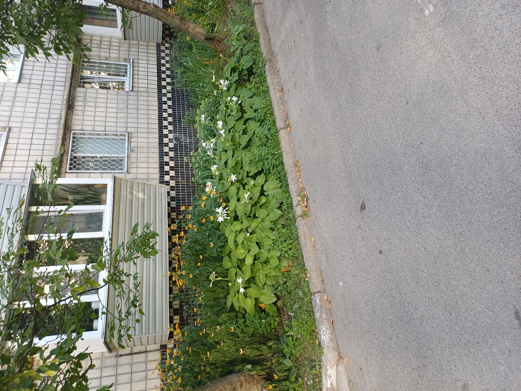 The image depicts a sidewalk area adjacent to a multi-story building, likely an apartment complex, in Kyiv, Ukraine. A narrow concrete curb separates a paved asphalt area, presumably a road or parking lot, from a planted area. This planted area features a dense arrangement of green foliage, including large-leaved hosta plants with clusters of white flowers, interspersed with smaller yellow flowers. Behind the plants, a section of the building is visible, characterized by a light-colored tiled facade and several windows, some equipped with metal security grates. A tree trunk is visible on the right side of the frame, its bark textured. The overall impression is of an urban setting with a small, maintained green space.