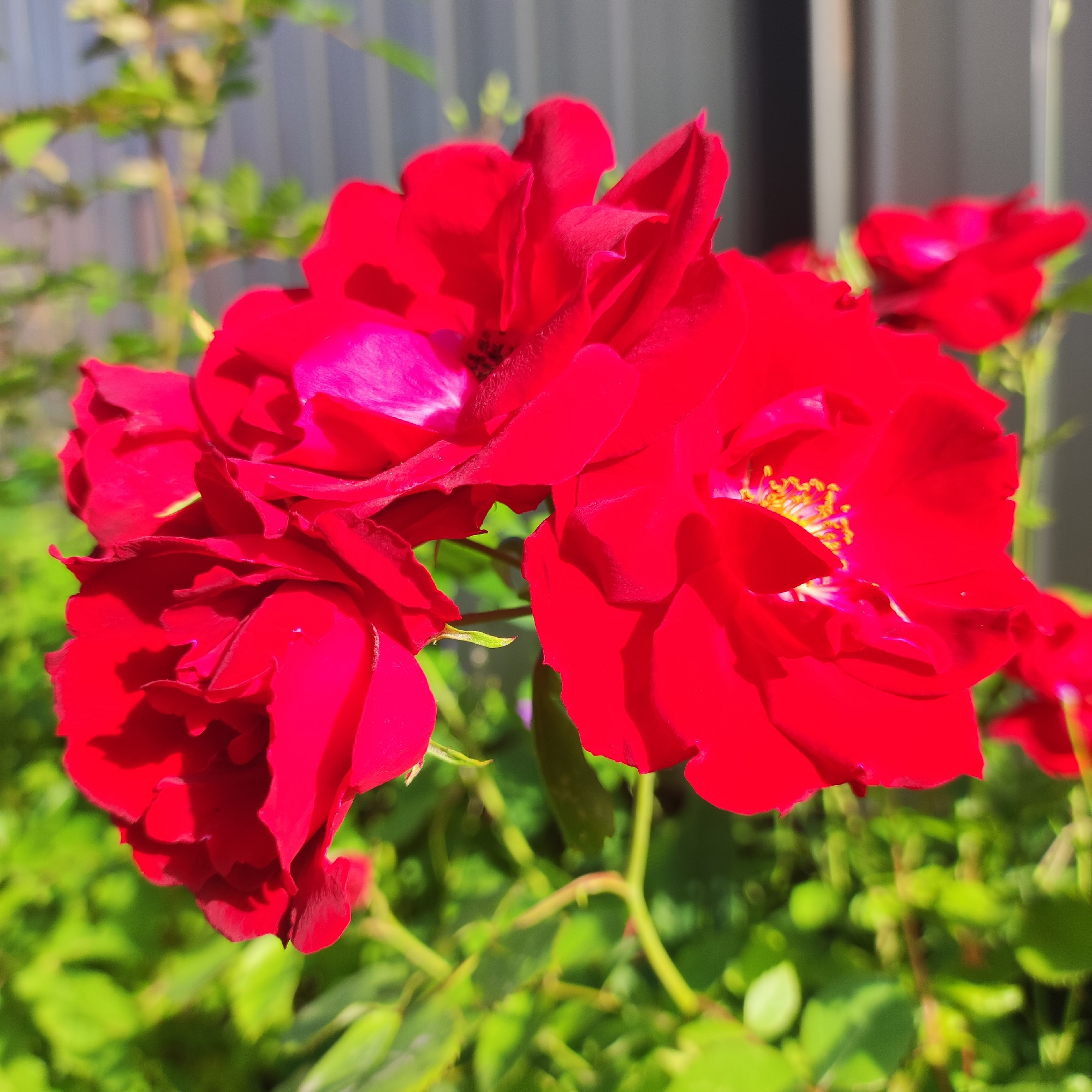 The image shows a close-up view of several vibrant red roses in bloom. The roses are the central focus, with their petals unfurling and displaying rich red hues. Some petals appear slightly darker in the shadows, adding depth to the floral display. The stamen of one rose are visible, a cluster of yellow stamens tipped with pollen. The background is a soft blur of green foliage, suggesting a garden setting. Behind the foliage, a grey, vertical structure, possibly a fence, is visible. The lighting suggests it is daytime, with sunlight illuminating the flowers. The scene is devoid of any human presence or interaction. Based on the provided context, this image was taken in the city of Navoloki, Russia.