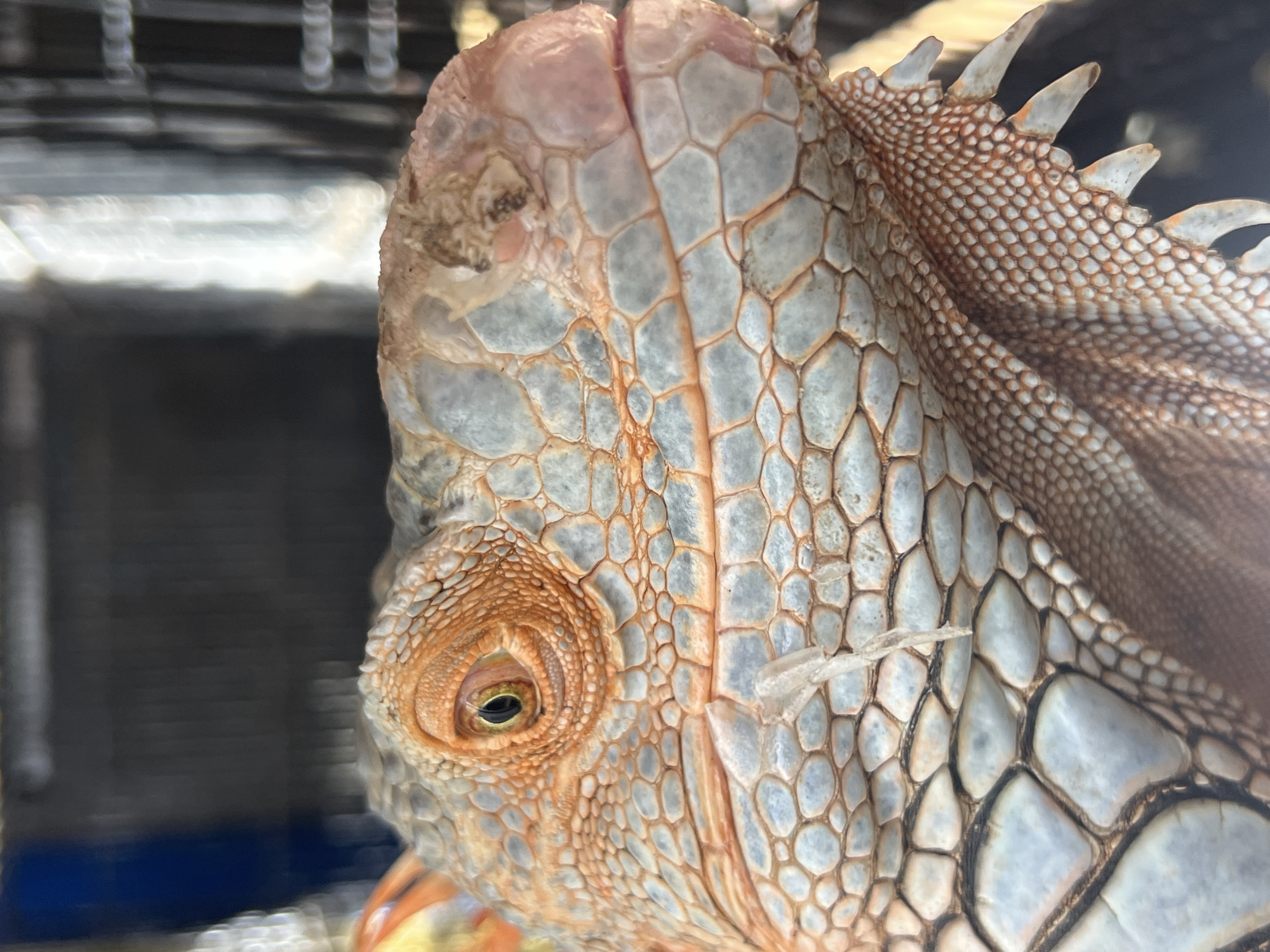 This media file is a close-up photograph of the head of an iguana. The subject is an iguana, likely an adult, with scales exhibiting a textured pattern. The scales on its head are a mix of light grey and orange-brown hues, with some appearing smoother and larger, while others are smaller and more numerous, especially along the crest of its head. A prominent eye is visible, with a dark pupil and a yellowish iris, surrounded by intricate, scaled skin. The iguana's crest, with its pointed spines, is also clearly visible along the top of its head and neck. The background is out of focus, showing blurry bars that suggest the iguana might be in an enclosure or cage. There is a dark, out-of-focus area behind the iguana and some lighter, blurred elements to the left, possibly indicating a light source or the environment outside the enclosure. No people, text, or specific weather conditions are visible. The lighting appears to be artificial or diffused, given the lack of harsh shadows. The close-up nature of the photograph emphasizes the detailed texture and pattern of the iguana's scales and the structure of its eye. The setting appears to be an indoor environment, possibly a zoo, pet store, or private collection, given the presence of what looks like enclosure bars.
