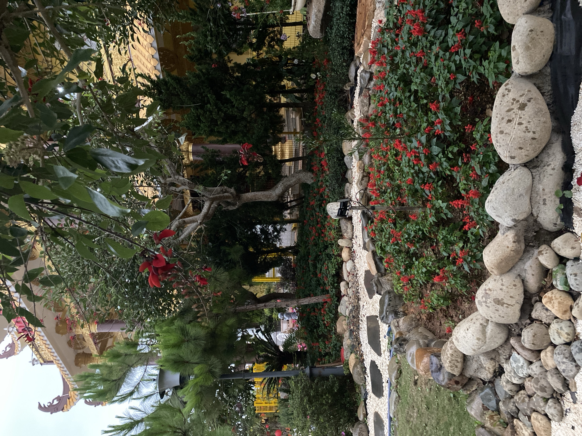 The image displays a well-maintained garden scene, likely part of a temple or large architectural complex in Da Lat, Vietnam. The perspective is looking into a lush, green landscape.
In the foreground, a winding path made of light-colored pebbles and darker, irregularly shaped stepping stones guides the eye. This path is bordered by a natural arrangement of large, smooth, grey and beige river stones. To the immediate left of the path is a patch of green grass.
Beyond the path and rock border, a vibrant flower bed stretches across the midground, densely planted with shrubs bearing numerous bright red flowers, characteristic of Salvia splendens. Behind these flowers, a variety of trees and foliage create a layered backdrop. Dominant trees include a large, gnarled tree with exposed roots and thick branches, as well as several pine trees with their distinct needles. A black pole and a white speaker or security camera on a shorter post are visible near the path.
In the background, visible through and above the foliage, are sections of an ornate building. This structure features golden-colored walls and intricately decorated, curved roofs and eaves, typical of East Asian temple or pagoda architecture. Other yellow structures are also visible further in the distance. A faint, light-colored figure, possibly a distant person or statue, can be discerned amidst the trees in the background, but details are unclear.
The scene appears peaceful and serene, with soft, diffused lighting suggesting either an overcast day or late afternoon. There is no specific activity taking place, presenting a static view of the garden. No visible text is present in the image.