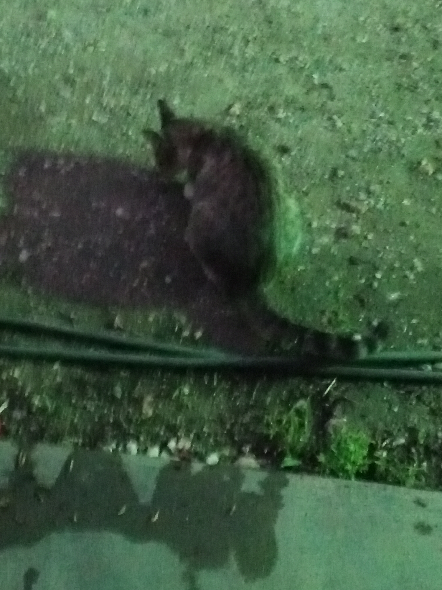 The image depicts a cat standing on a dark object, possibly a mat or similar item, in an outdoor environment. The location seems to be a yard or area with green grass. In the foreground, part of a dark surface with some water reflections is visible, as well as what appears to be a dark hose. The lighting is dim and green. There are no people visible in the image. The image was taken in Tinaquillo, Venezuela.