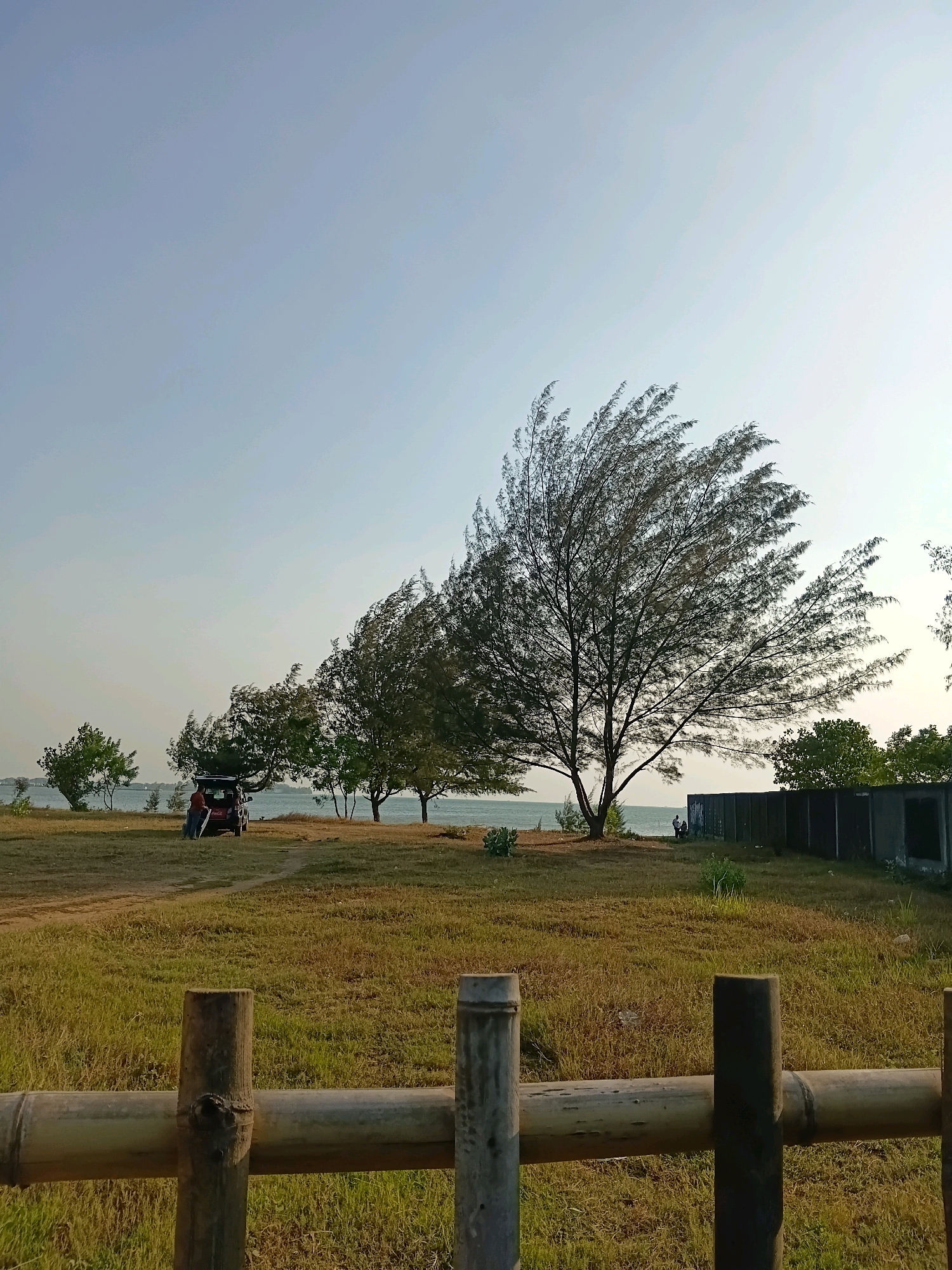 The image depicts a coastal scene in Cikal, Indonesia, characterized by a wide expanse of dry, golden-brown grass. The foreground is partially obscured by a rustic bamboo fence. In the middle ground, several trees with sparse foliage, appearing windswept, dot the landscape. A dark-colored vehicle, possibly a car, is parked near some of these trees, with a person standing beside it. Beyond the trees, a body of water, likely the sea, is visible, stretching towards the horizon under a clear, pale blue sky. In the far right of the middle ground, a low-lying, unfinished concrete structure with multiple openings is present. The overall atmosphere suggests a natural, possibly recreational, outdoor environment.