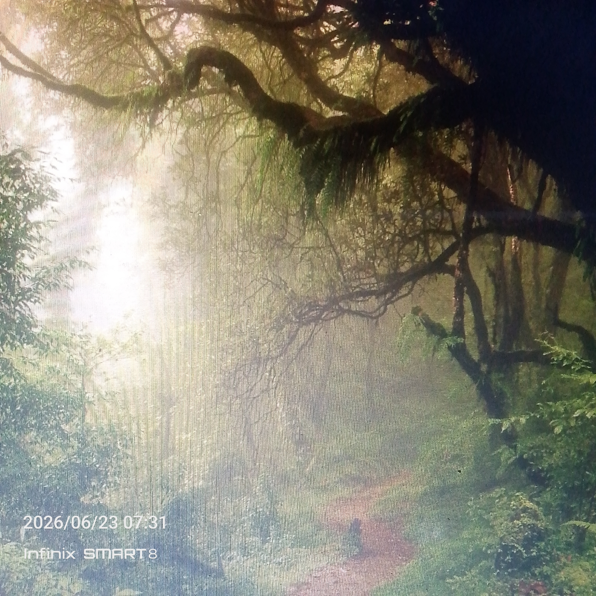 The image depicts a misty forest scene with a path winding through it. Large, gnarled tree branches covered in moss and hanging foliage dominate the upper portion of the frame. Sunlight streams through the mist, illuminating the foliage and creating a hazy, ethereal atmosphere. The path appears to be made of dirt and is partially obscured by the mist. The lower left corner of the image contains a timestamp and device name, "2026/06/23 07:31 Infinix SMART 8". There are no people or discernible actions depicted in the image. The environment is lush and green, suggesting a natural, possibly tropical or subtropical, setting. There is no specific indication of the location being within the city of Jos, Nigeria, as the image focuses solely on the natural landscape.