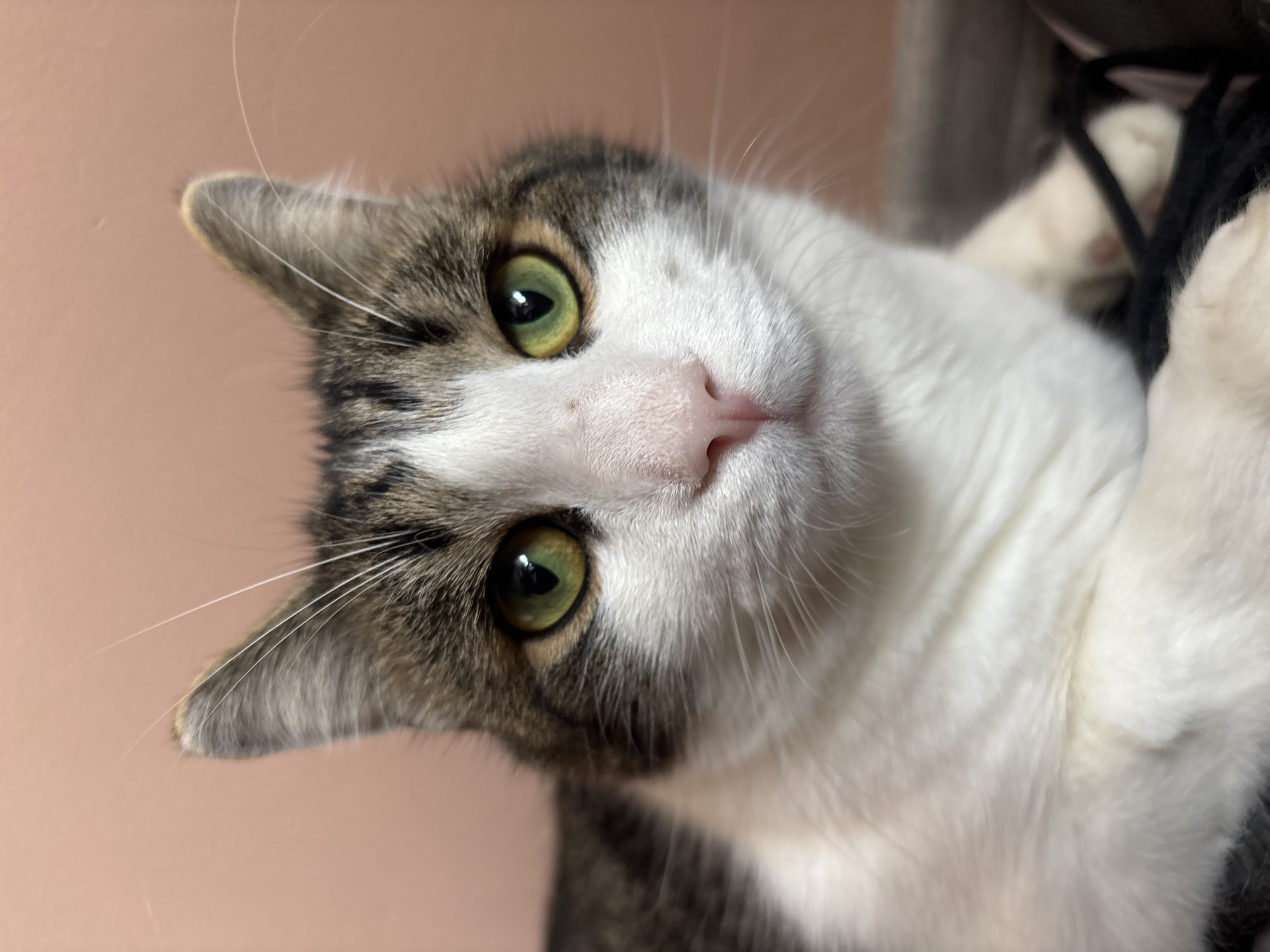 A close-up, head-and-shoulders shot shows a tabby and white cat looking directly at the camera against a blurred peach-colored background. The cat's fur is a mix of white, grey, and black tabby markings. Its eyes are a vibrant green with dark pupils, and its nose is pink. The cat's left ear is visible in the upper left of the frame, and its right ear is visible in the upper right. The cat is resting, with its body extending out of the frame at the bottom. The environment appears to be indoors, with a dark object, possibly a blanket or furniture, visible in the lower right corner of the image. There are no people or other animals in the scene. The location is unknown.