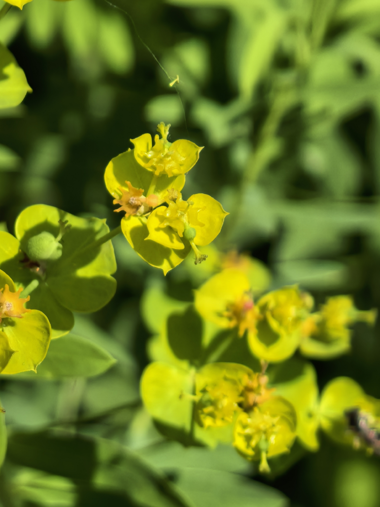 The image is a close-up shot of bright yellow flowers with green leaves. The flowers are small and cluster together, with some appearing to have star-shaped centers. The background is a soft blur of green, suggesting a natural outdoor setting. There is a thin strand of what appears to be spider silk visible near the top center of the image. The lighting suggests it is daytime, with sunlight illuminating the flowers. There is no indication of any specific location in Sterlitamak, Russia, or any people, actions, or interactions.