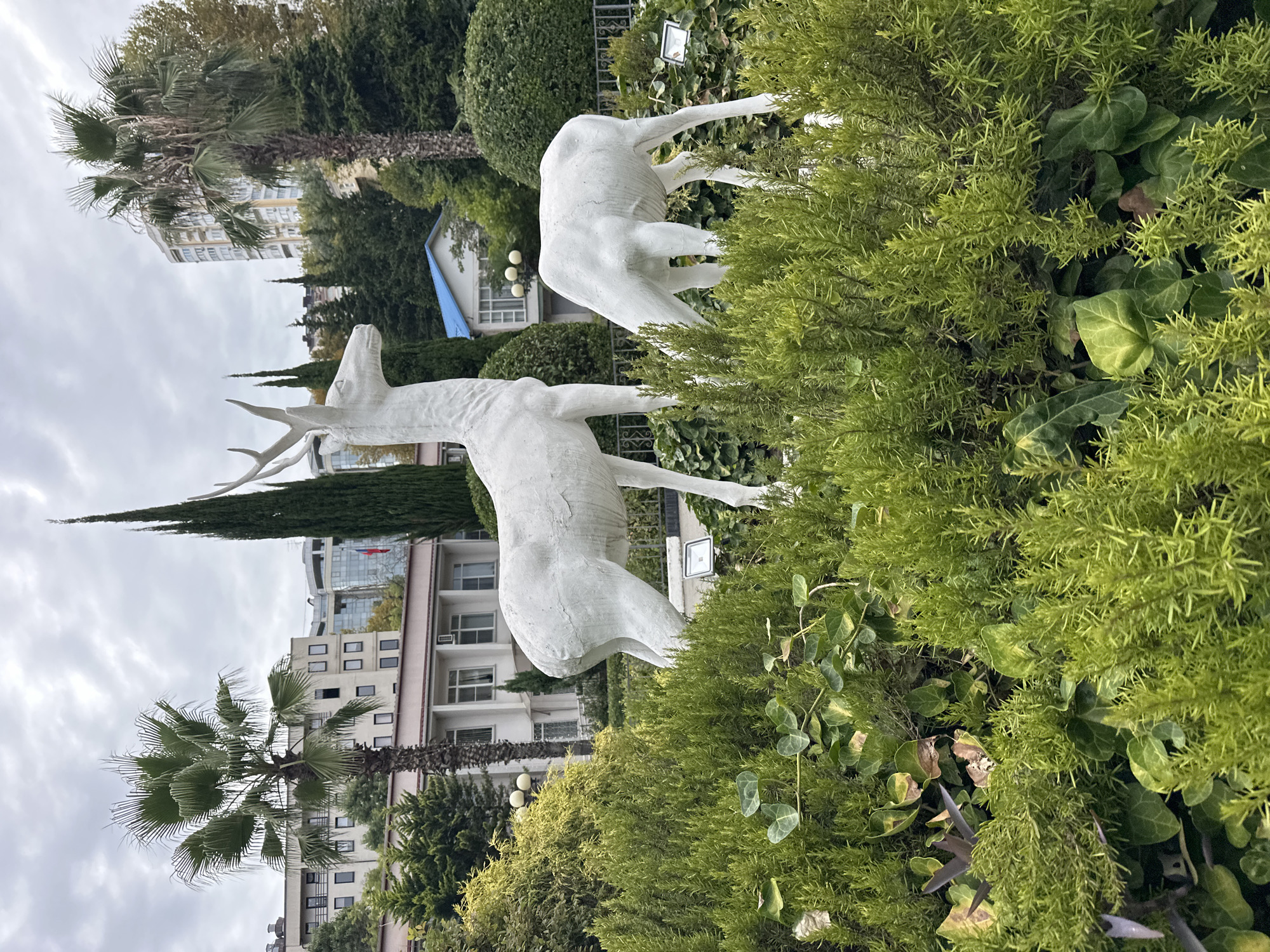 Two white deer statues are positioned in a park setting. The larger statue on the left depicts a standing deer with antlers, facing left. The smaller statue on the right is a grazing deer. Both statues appear to be made of a rough material and are positioned amidst dense green foliage, including rosemary bushes and ivy. In the background, there are palm trees, cypress trees, and several multi-story buildings with a Russian flag visible. The sky is overcast. This scene is located in the city of Sochi, Russia.