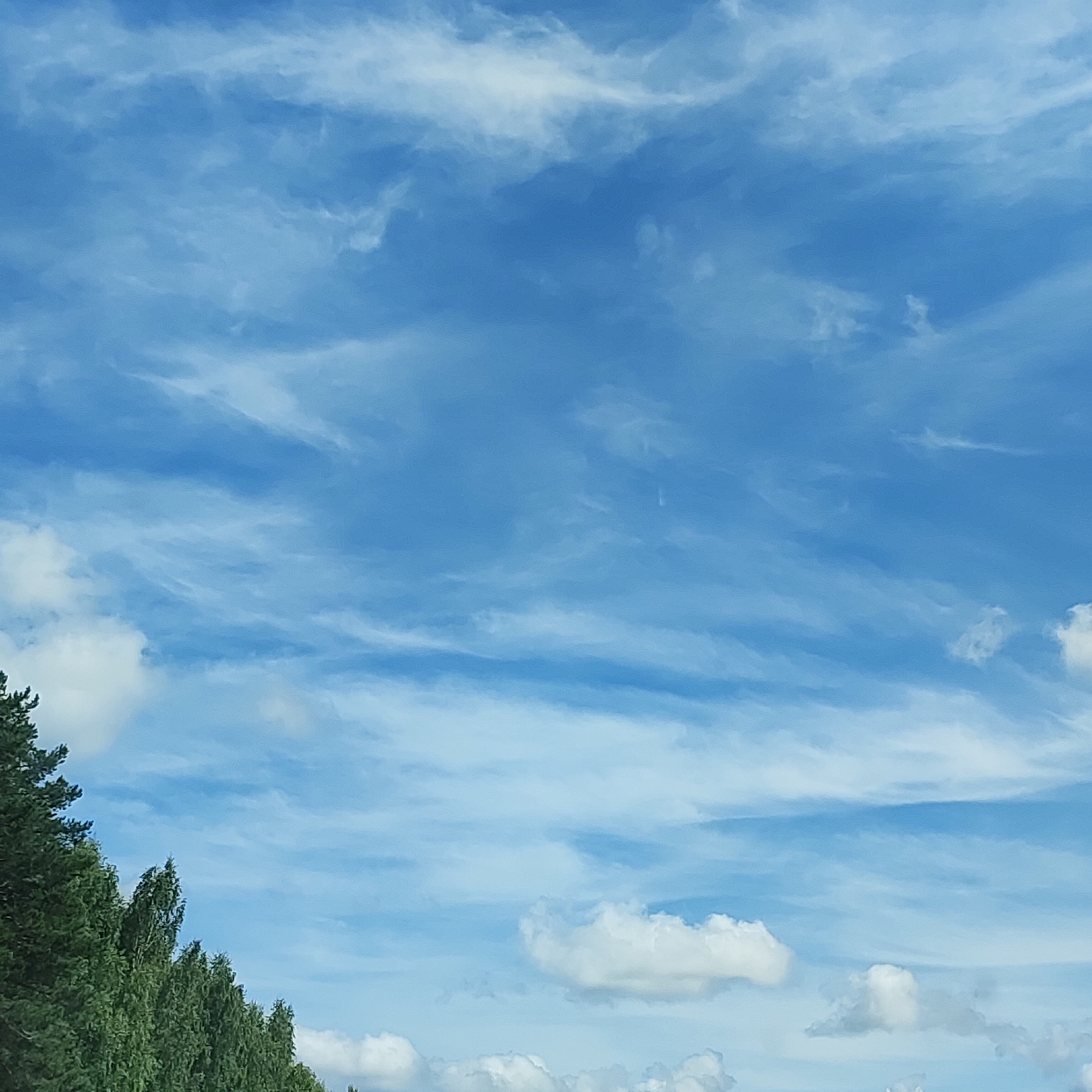 The image depicts a bright blue sky filled with wispy, white clouds. The lower portion of the image shows the tops of dark green evergreen trees, possibly pines, and some lighter green deciduous trees. The scene appears to be an outdoor environment, likely a natural landscape with a treeline. There are no people, animals, or man-made structures visible in the image, except for the implied presence of a location, which is stated to be the city of Bory, Russia. The lighting suggests it is daytime, with the sun likely positioned above and to the right of the frame, illuminating the clouds.