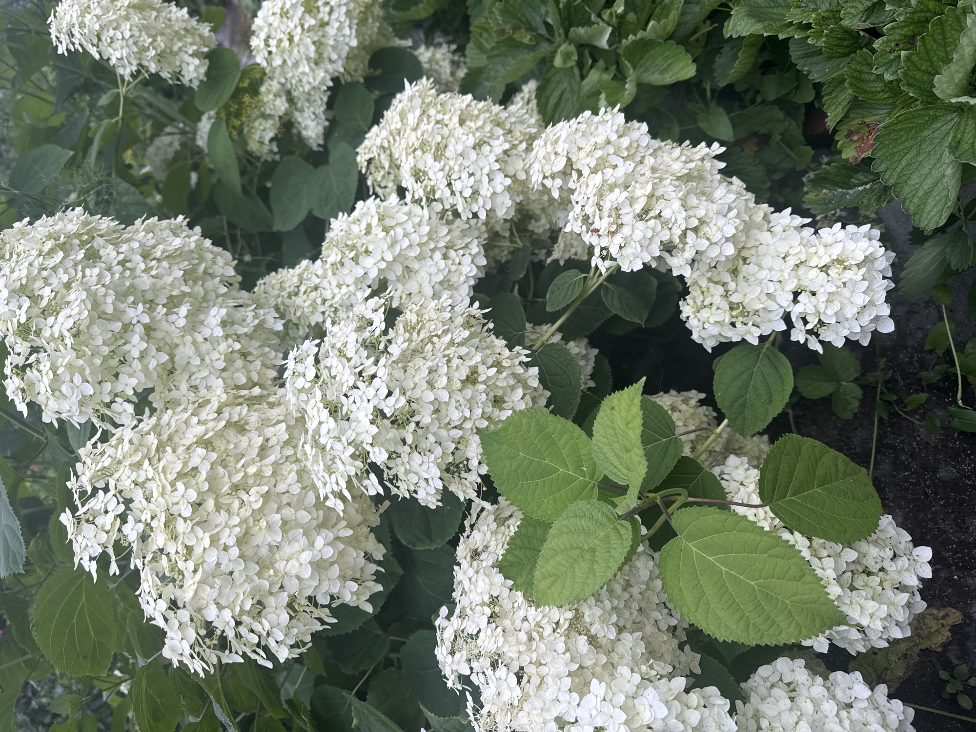 A close-up, eye-level shot focuses on a cluster of white hydrangeas in Nozhovka, Russia. The flowers, a creamy white, are densely packed into cone-shaped blooms, some of which hang downwards. Their delicate petals are visible in varying states of bloom, with some fully open and others still forming. Lush green leaves, with prominent veins and serrated edges, emerge from the same branches as the flowers, providing a vibrant contrast. The background is filled with more hydrangeas and foliage, creating a dense, naturalistic setting. The ground beneath the plants appears dark and is partially obscured by the leaves and flowers, suggesting it may be soil or mulch.