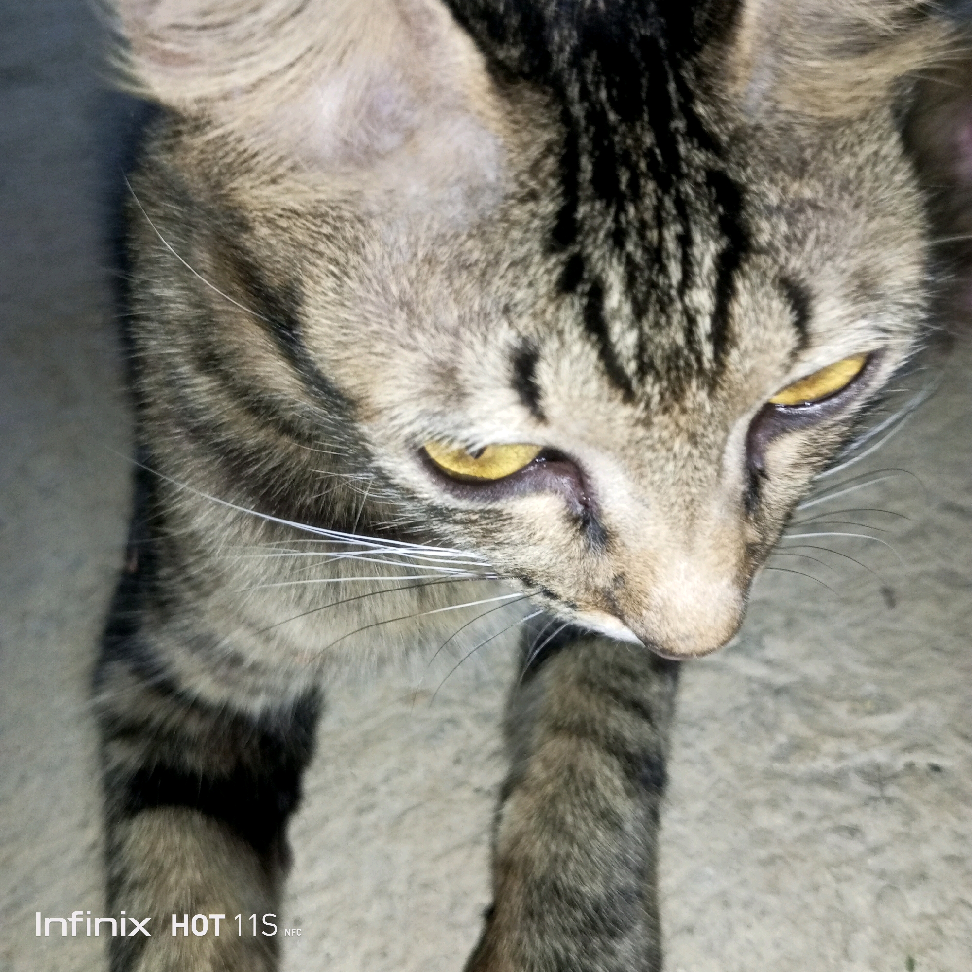 A close-up, high-angle, portrait-style photograph captures a tabby cat with distinctive brown and black stripes. The cat's yellow eyes are partially closed, and its gaze is directed downwards. Its whiskers are long and white, extending outward. The cat is standing on a light-colored, concrete-like surface. A watermark in the lower left corner of the image reads "Infinix HOT 11S NFC." The location of this image is in the city of Sukaslamet, Indonesia.