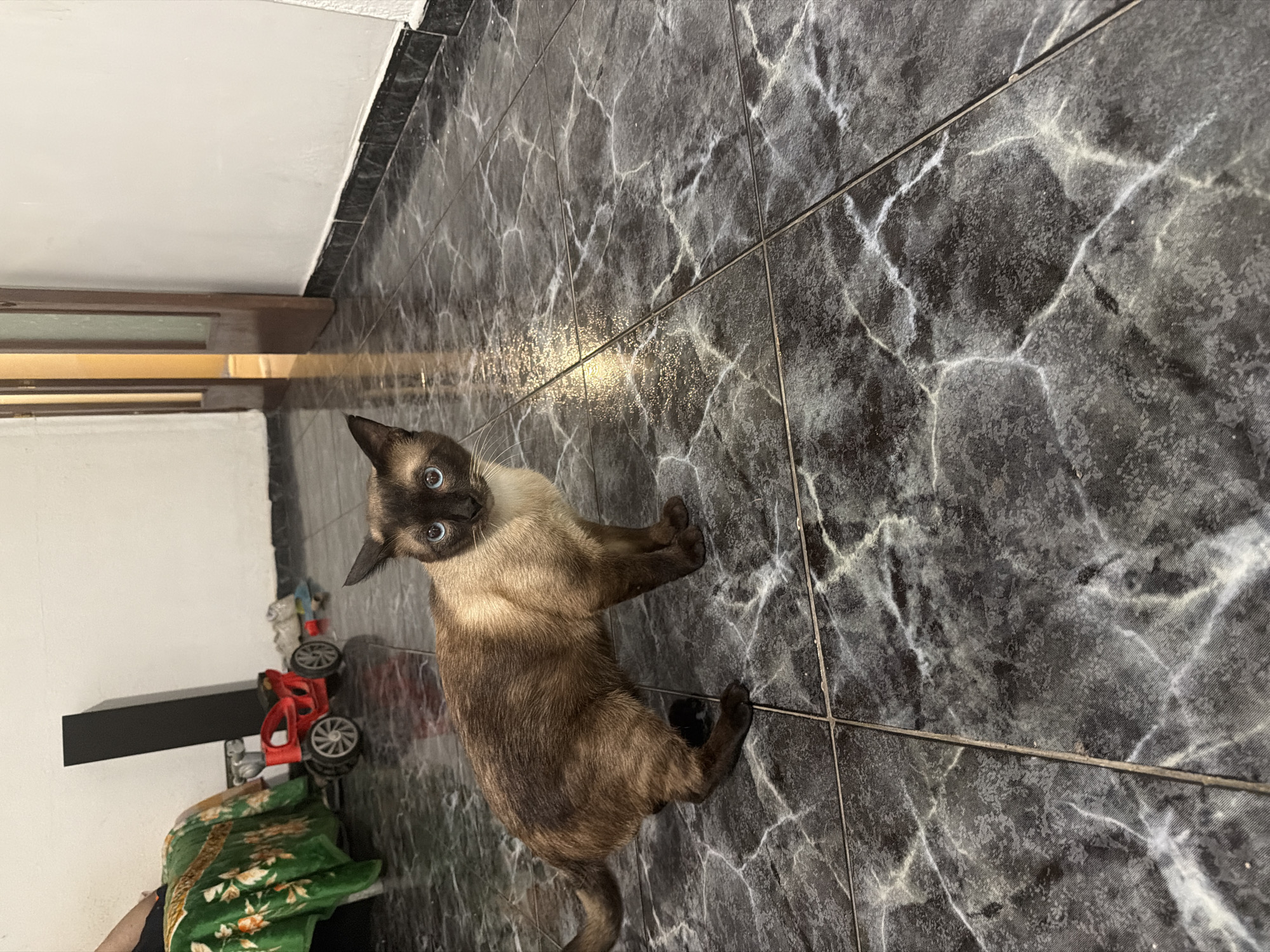 A siamese cat with blue eyes stands on a dark, marbled tile floor in what appears to be an indoor setting, possibly a home in Hostalric, Spain. The cat is facing the camera with its head slightly tilted. In the background, a green blanket with a floral pattern is draped over a piece of furniture. To the left of the blanket, a red toy vehicle with silver wheels is visible. A tall, black object, possibly a cabinet or shelf, stands behind the toy. Further in the background, a doorway with glass-paned doors leads to another area. The walls are white, and the floor is glossy, reflecting light in some areas.