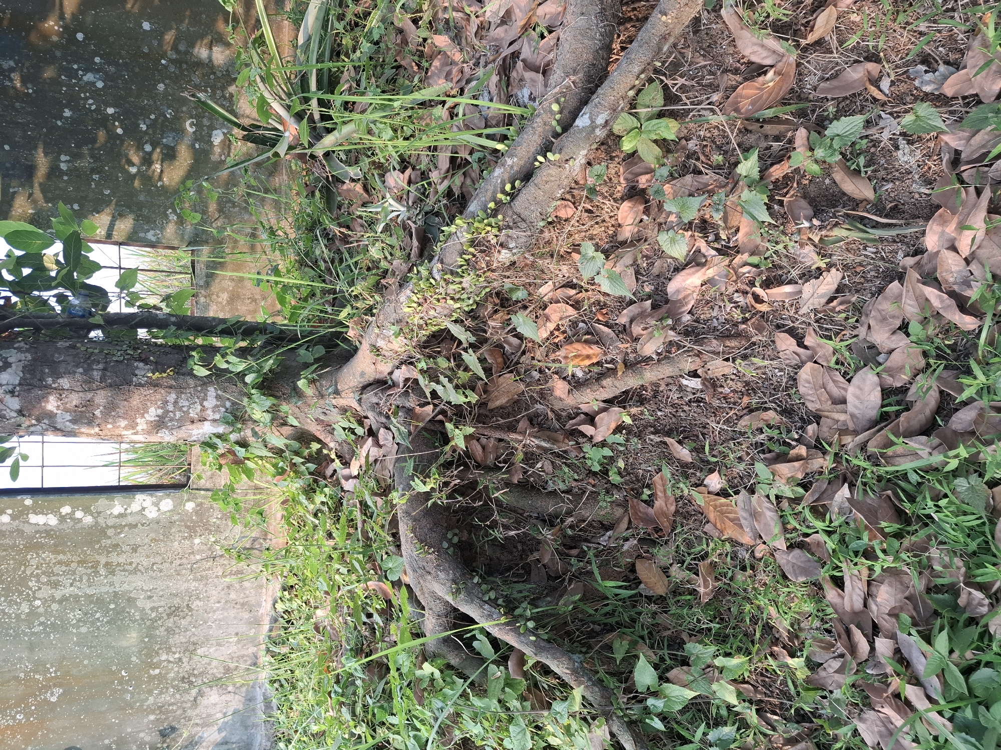 The image shows the base of a tree with exposed roots in Ciheulang Tonggoh, Indonesia. The tree trunk is textured and appears to be old, with some ivy growing on it. The roots are thick and spread across the ground, which is covered with fallen brown leaves and green grass. Behind the tree, there is a textured concrete wall with white splotches, and a section of a window with metal bars. The environment appears to be outdoors, possibly in a garden or yard. There are no people or animals visible in the image.