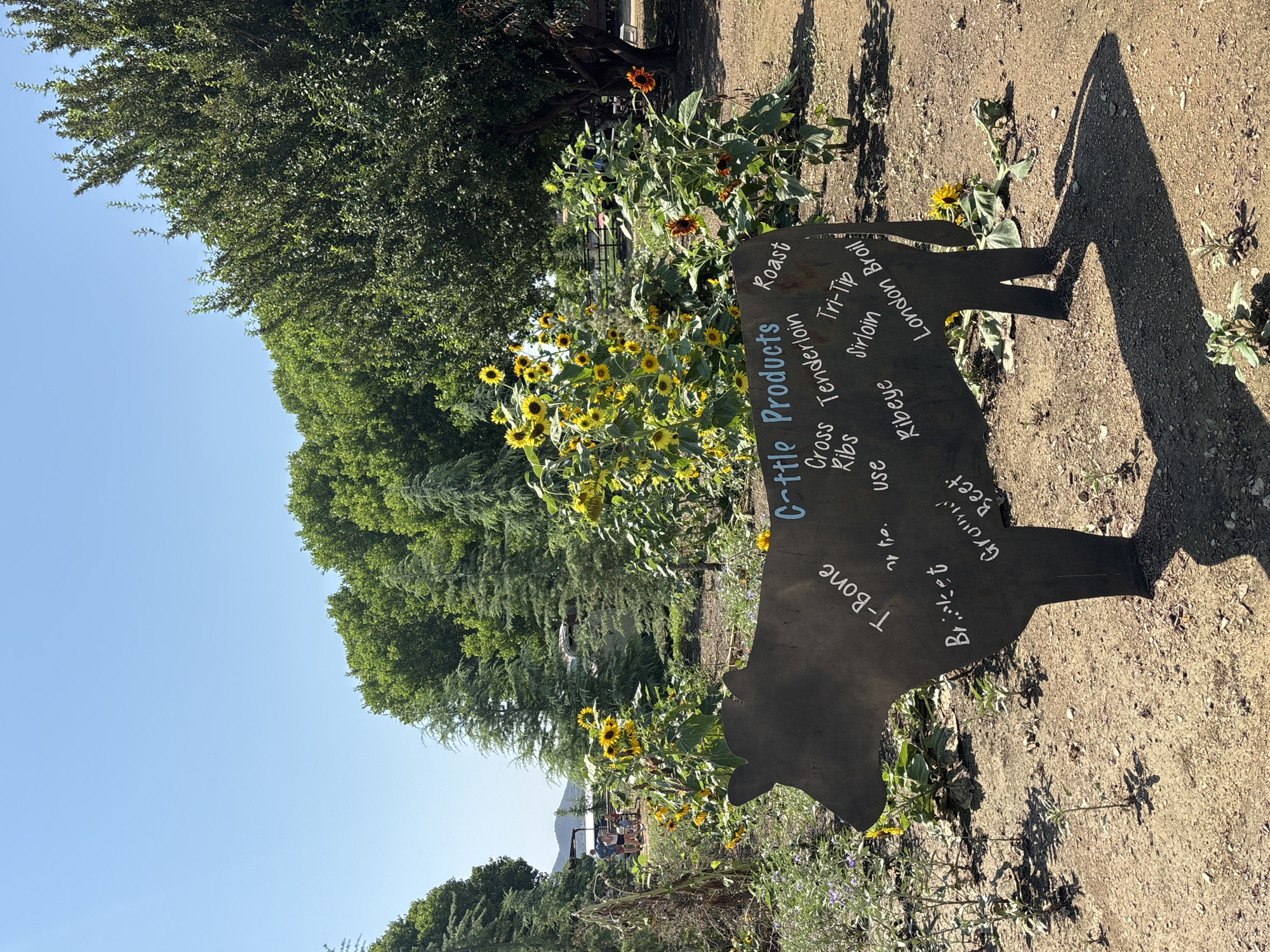 This image depicts a black, metal silhouette of a cow in a garden setting, likely a farm or ranch, in Prescott Valley, Arizona, USA. The cow silhouette is decorated with white lettering that lists various cattle products, including "Cattle Products," "Roast," "Tri-Tip," "Sirloin," "London Broil," "Ribeye," "Ground Beef," "Brisket," "T-Bone," and "Cross Ribs." The cow is positioned in the foreground, with a patch of dirt and small plants around its base. Behind the cow, a cluster of vibrant sunflowers is in bloom, adding a splash of yellow and orange to the scene. In the middle ground, more greenery and trees are visible, along with a distant view of a building and people. The background features a clear blue sky and a line of trees, suggesting a warm, sunny day. The overall impression is one of a rural, agricultural environment showcasing farm products in an artistic and informative way.