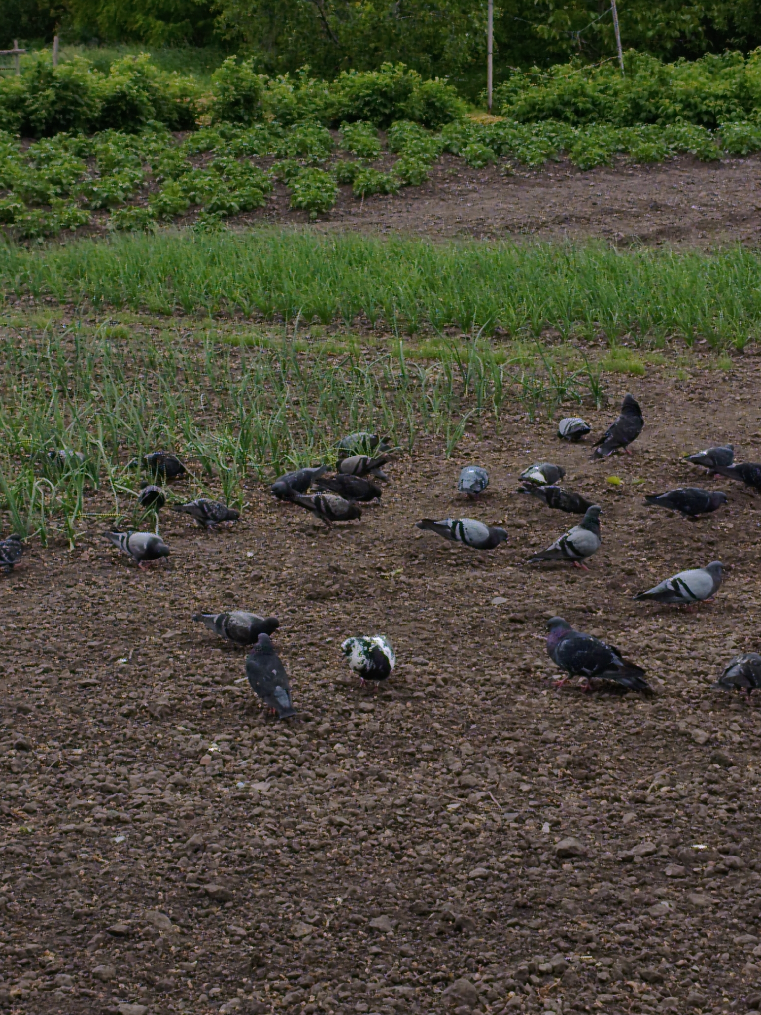 The image shows a plowed field in what could be an agricultural area. A flock of approximately 20 pigeons are scattered across the bare earth. In the background, there are rows of green crops, including what appears to be onion plants, with further vegetation and trees beyond. The ground appears to be moist, with darker soil. There are no visible people. No specifics indicate that the image was taken in Ustyvytsia, Ukraine.