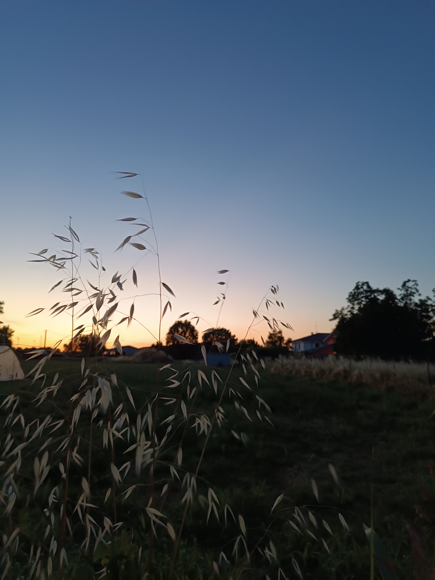 The image captures a serene rural landscape at twilight or sunset in Viadana, Italy. The sky transitions from a warm, soft orange glow along the horizon to a deep, clear blue overhead, indicative of either late evening or very early morning.
In the foreground, a prominent cluster of tall, thin stalks with small, pointed seed heads or leaves, resembling wild oats or a similar grass, occupies the left and central parts of the frame. These plants are backlit by the setting sun, appearing in silhouette with a bright, almost translucent edge.
The midground features a dark, grassy field or meadow, with some lighter, possibly drier, vegetation further back. Several dark silhouettes of trees are visible, scattered across the horizon line. Towards the center-right and right side of the midground, parts of houses with roofs can be faintly seen nestled among the trees. One house, in particular, shows a hint of a lighter-colored wall and a darker roof.
The overall scene conveys a peaceful and tranquil atmosphere, with the warm hues of the sunset contrasting with the cool blue of the sky and the dark silhouettes of the land. There are no people visible, and no specific activity or event is taking place. No visible text is present in the image.