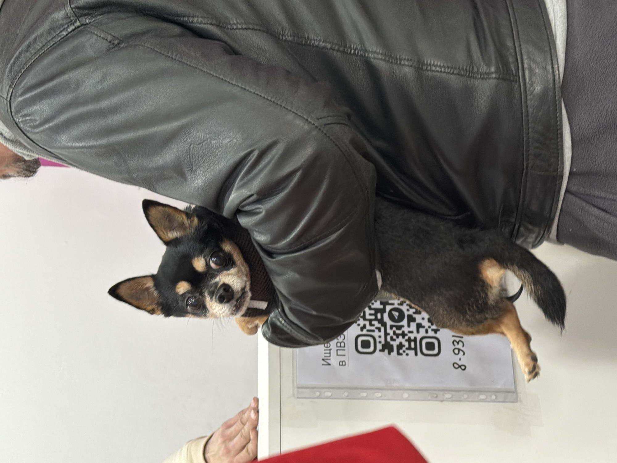 A person wearing a black leather jacket is holding a small black and tan Chihuahua dog. The dog is looking towards the camera. Below the dog is a sign with a QR code and the number "8-931". The sign also has the text "Ищем в ПВЗ". The location is likely Saint Petersburg, Russia, based on the Cyrillic text and phone number format.