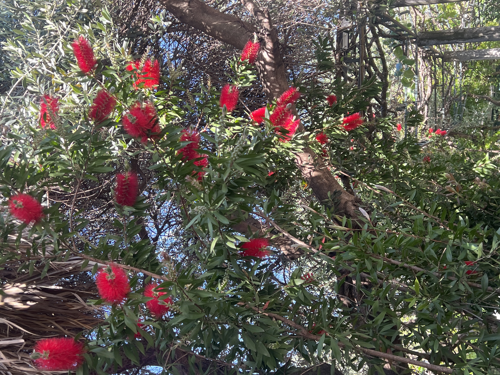 This image presents a vibrant, sunlit outdoor scene, primarily featuring a tree laden with striking red, brush-like flowers, characteristic of a Bottlebrush (Callistemon) species. Numerous red inflorescences are scattered among the dense, lance-shaped green leaves that fill most of the frame. A thick, textured brown tree trunk is visible towards the center-right, partially shaded by its own foliage.
In the upper left and background, another tree with lighter, silvery-green leaves, possibly an olive tree, can be seen intermingling with the main flowering tree. Glimpses of a bright blue sky are visible through the gaps in the branches, indicating clear, sunny weather. The strong sunlight creates vivid highlights on the leaves and flowers and casts dappled shadows, suggesting a daytime scene, likely midday or afternoon.
Towards the upper right, a man-made structure resembling a pergola or trellis, constructed from wood or metal and partially covered by intertwining vines and branches, is visible. The scene depicts a lush, flourishing garden or natural setting, consistent with a Mediterranean climate found in locations like Budva, Montenegro. There are no people, animals, or discernible activities taking place, and no text is visible within the image.