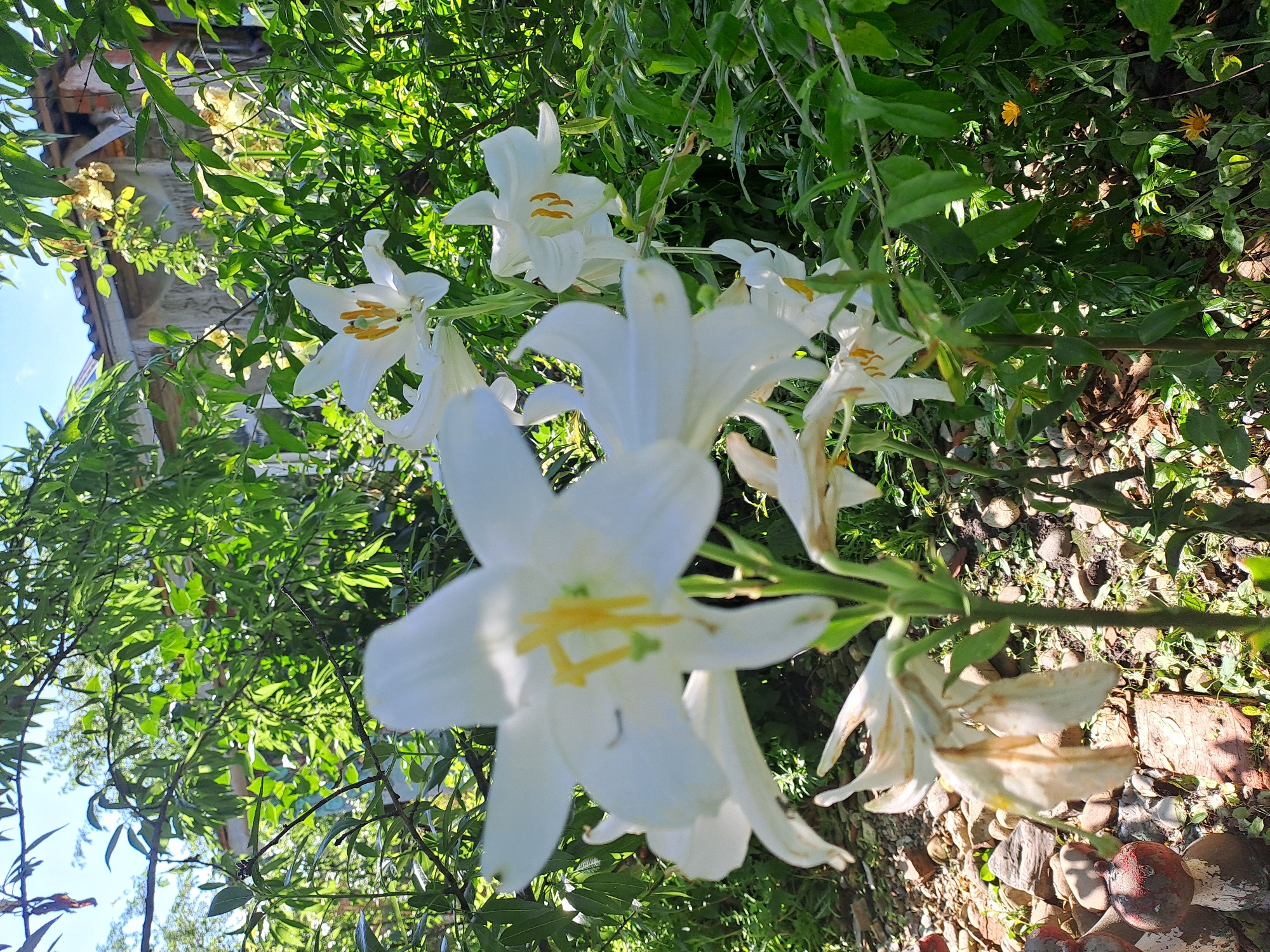 The image depicts a close-up view of white lilies blooming in a garden. The lilies are in various stages of bloom, with some fully open and others partially closed. The stamens of the lilies are a vibrant yellow, and the petals are delicate and white. The background is filled with lush green foliage and a hint of a building structure, possibly a house with a tiled roof, suggesting a residential area. Small orange wildflowers are visible scattered among the greenery. The ground is covered with stones and some dried leaves, indicating an outdoor, possibly slightly overgrown, garden setting. The lighting suggests it is daytime, with sunlight filtering through the leaves, creating dappled shadows. The overall impression is one of a natural, blooming garden scene.