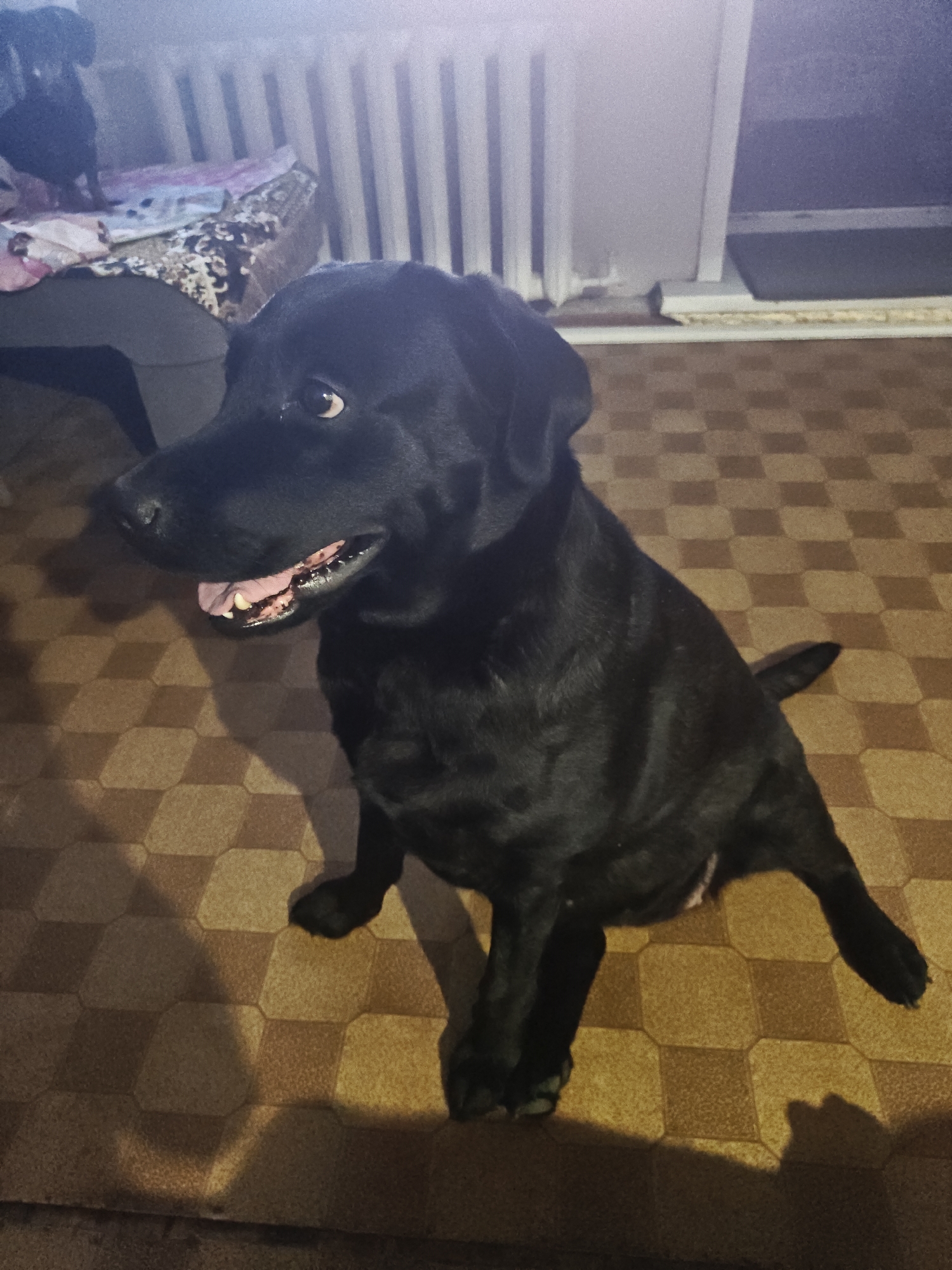 A black Labrador Retriever dog is sitting on a tiled floor with a brown and beige checkered pattern. The dog is looking to its left with its mouth open, revealing its tongue and teeth. In the background, there is a radiator, a window, and another dog that is partially visible. The scene appears to be indoors, possibly in a residential setting. There is no specific information in the image to suggest a location in the city of Petropavl, Kazakhstan.