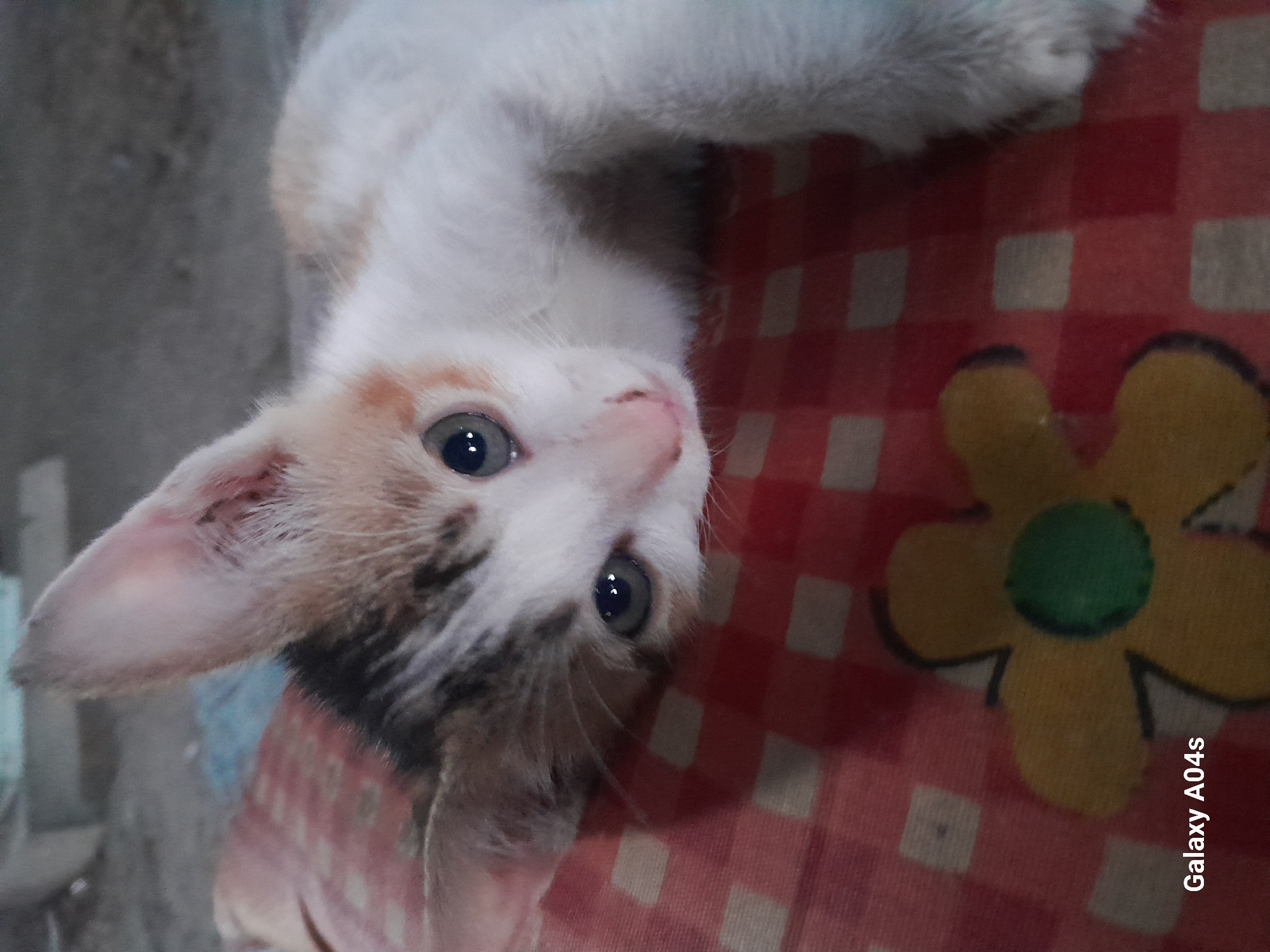 A close-up shot features a young kitten lying on a red and white checkered blanket. The kitten is mostly white with patches of orange and grey fur on its head and back. Its eyes are wide and blue, and its ears are pointed upwards. The blanket has a floral pattern with a yellow flower and a green center. In the bottom left corner, the text "Galaxy A04s" is visible, indicating the device used to capture the image. The background is blurred, suggesting an indoor or outdoor setting with some ambient lighting. Based on the presence of "Galaxy A04s," a common mobile phone brand, and the typical domestic setting depicted, it is plausible this image was taken in Pilangpayung, Indonesia, where such devices are prevalent and domestic animals are common.