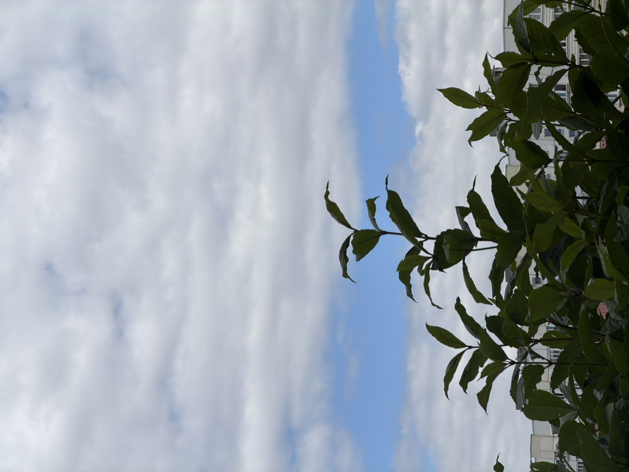 The image captures a close-up view of dark green leaves and branches of a tree set against a backdrop of a cloudy sky. A sliver of blue sky peeks through the dense white clouds, suggesting a partially overcast day. The leaves are glossy and appear healthy, with some showing slight wilting or damage. The composition is dominated by the foliage on the right side of the frame, with a dark branch extending towards the top. In the background, partially obscured by the leaves, is a white building with visible windows, indicating an urban or suburban setting. The orientation of the image is rotated 90 degrees counterclockwise from a typical horizontal landscape view. There is no visible text or any discernible activity or event taking place. The lighting suggests it is daytime, likely late morning or afternoon, given the brightness of the sky. The overall mood is natural and somewhat muted, with the vibrant green of the leaves contrasting with the softer tones of the sky and the building. The location context places this scene in Minsk, Belarus.