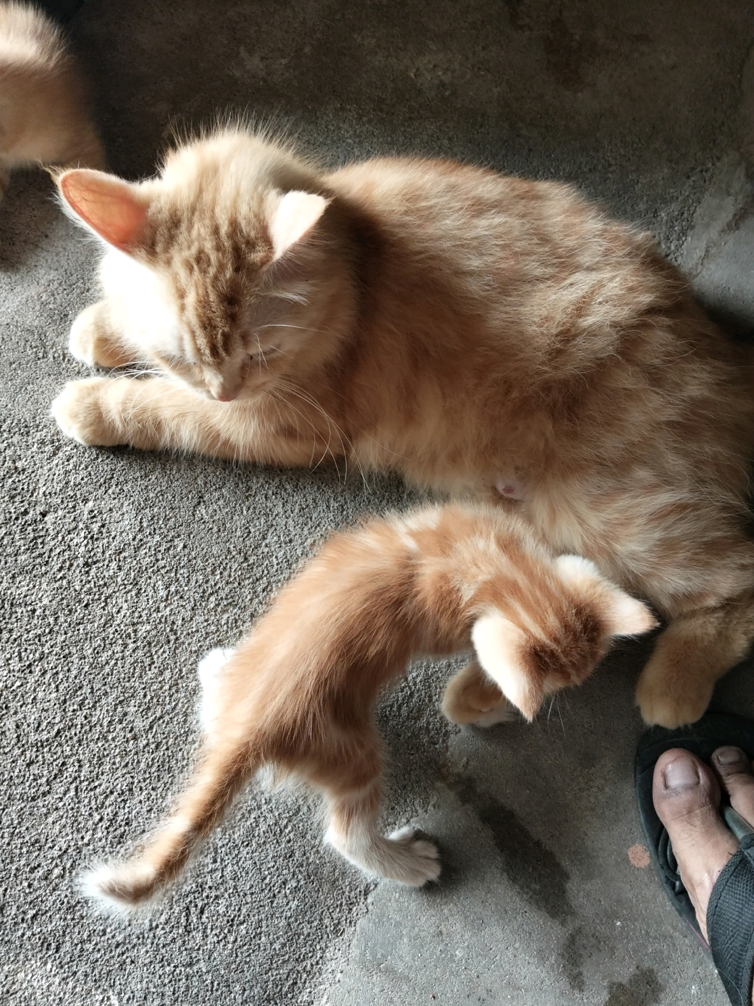 Two ginger cats are on a textured grey concrete surface. One adult cat is lying down, with its head lowered. A smaller kitten is standing and appears to be nursing from the adult cat. A human foot wearing a black sandal is visible in the lower right corner of the frame. The scene is illuminated by natural light, casting shadows on the concrete. The setting appears to be outdoors, possibly in a residential area in Arang Limbung, Indonesia, given the grey concrete and the presence of cats.