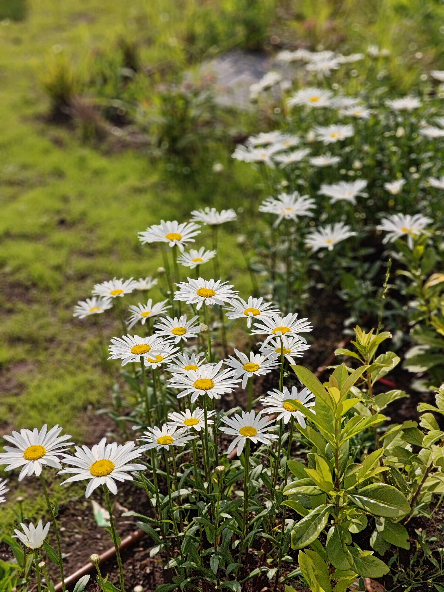 The image captures a garden scene featuring a profusion of white daisies with yellow centers. These flowers are the dominant subject, appearing both in the foreground and extending into the midground. The daisies are interspersed with green foliage, including what appears to be a young shrub with light green leaves in the lower right corner. The background consists of a grassy area, slightly out of focus, suggesting a lawn or meadow. A faint stone or rock feature is visible in the distance. There are no people in the frame. The setting is likely a garden or park environment. There's a brown tube near the daisies.