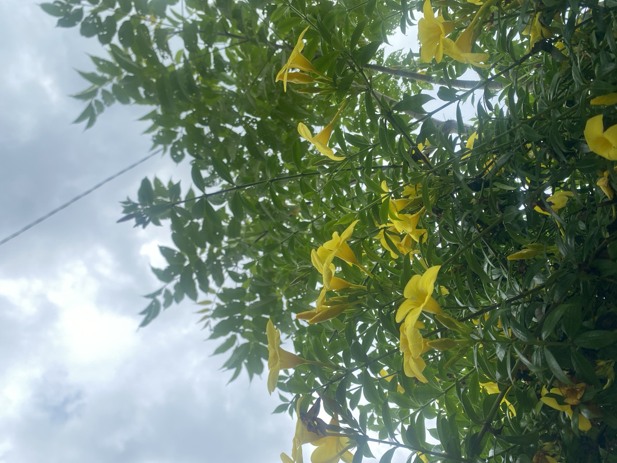 The image depicts a cluster of yellow flowers hanging from a tree in Kebonbaru, Indonesia. The sky is overcast and gray. A power line is also visible.