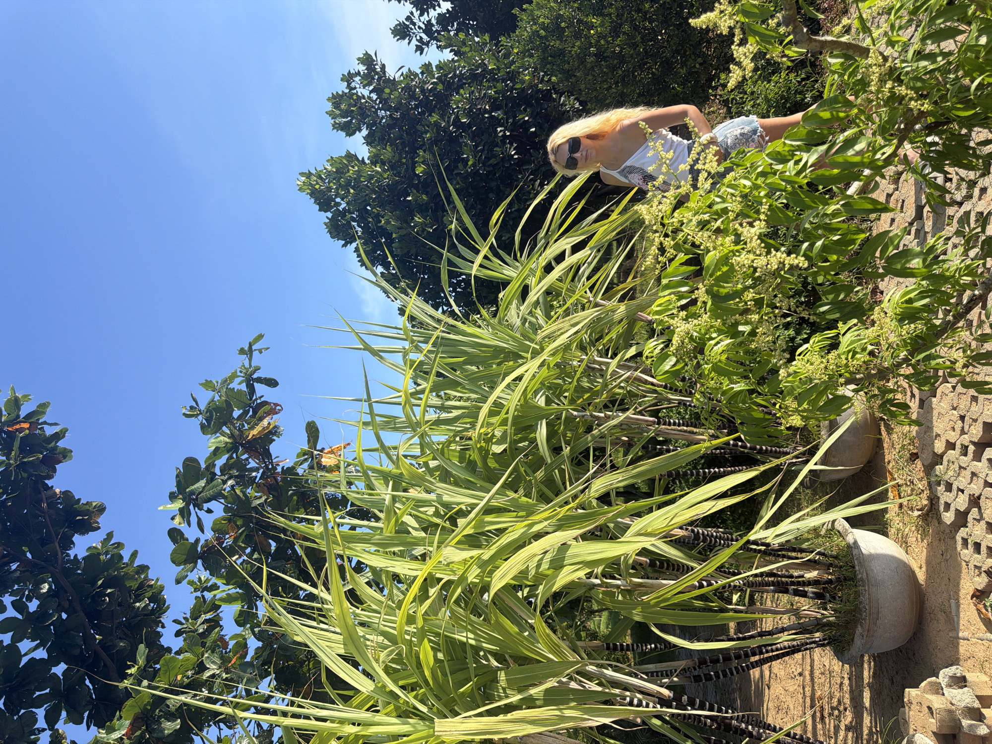 A medium shot captures a fair-skinned female with blonde hair and sunglasses, standing outdoors among vegetation. She is dressed in a light-colored top and shorts. The surrounding environment features several plants with long, green and yellow striped leaves, some of which are contained in large, gray pots. Tall trees are visible in the background. The angle and orientation of the image suggest a low-angle perspective, with the sky visible in the upper portion of the frame. While the image does not explicitly confirm the location, the local flora and vegetation are characteristic of Đà Nẵng, Vietnam.
