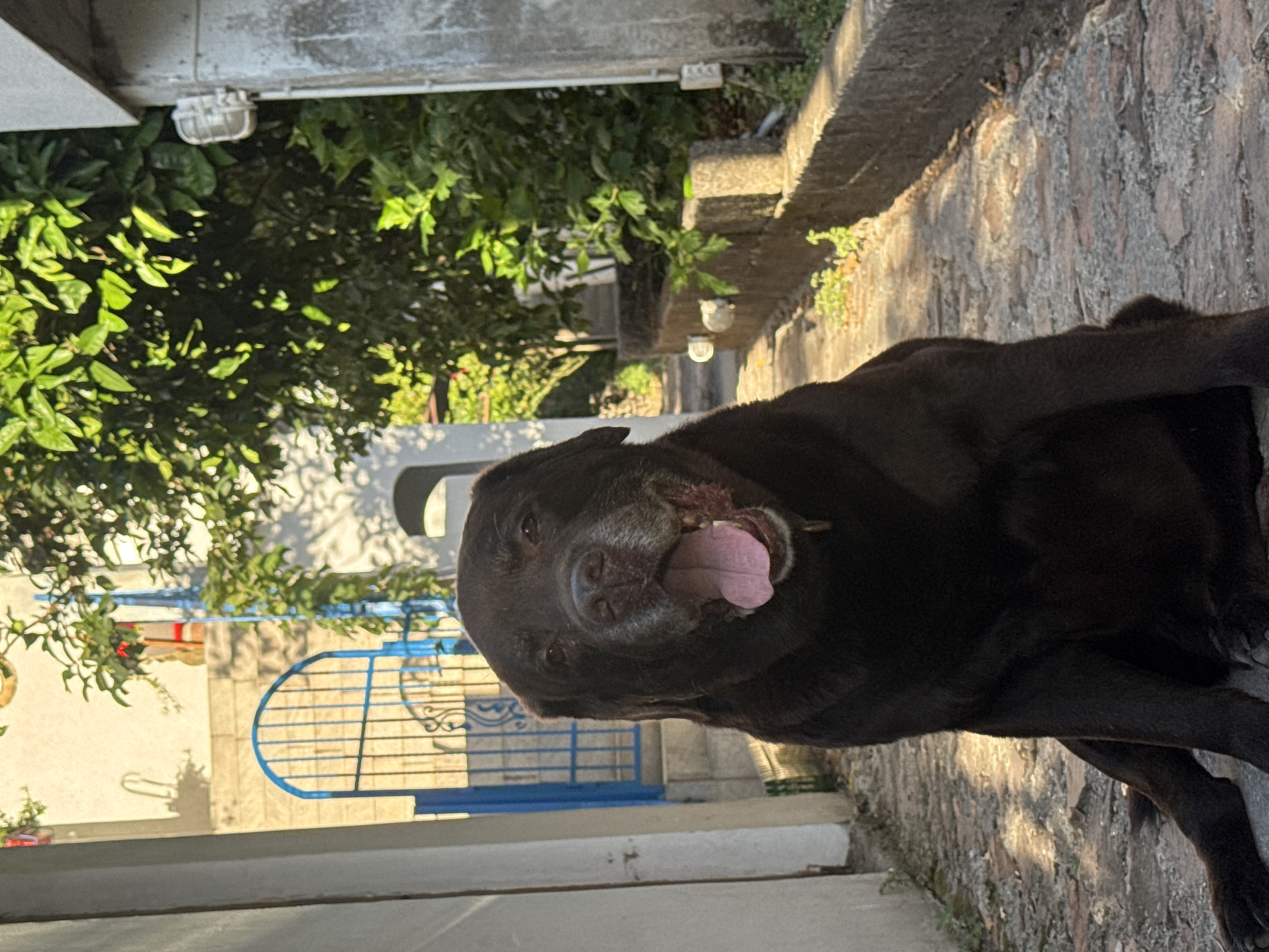 An adult, dark brown Labrador Retriever is sitting on a cobblestone path, looking forward with its mouth open and tongue showing. The dog is in the foreground of the image. Behind the dog, the path leads towards a blue metal gate. To the left of the path is a white wall, and to the right is a low stone wall with greenery growing around it. Buildings with white stucco walls and balconies are visible in the background, along with dense green foliage. The scene appears to be a narrow street or alleyway, likely in a residential area of Budva, Montenegro, given the architectural style and the presence of the cobblestone path and surrounding buildings. The lighting suggests it is daytime, with sunlight casting shadows on the path and creating highlights on the foliage.