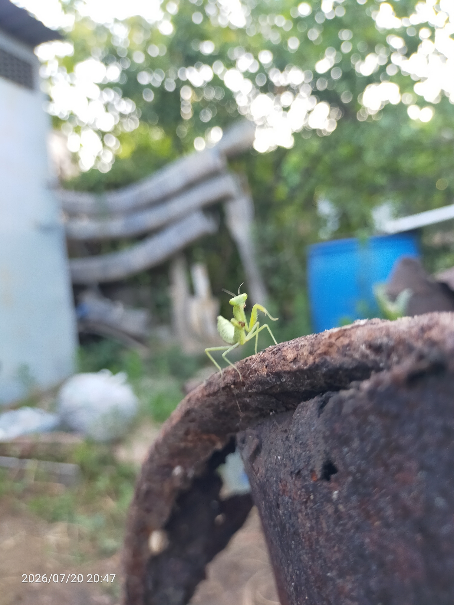 In an outdoor environment, a small, light green praying mantis is perched on a rusty, curved metal object in the foreground. The mantis is facing left with its forelegs raised. In the background, the scene is out of focus and shows blurred green foliage, a light-colored wall or structure on the left, and a bright blue barrel. The lighting suggests it is daytime. A timestamp in the lower left corner reads "2026/07/20 20:47".