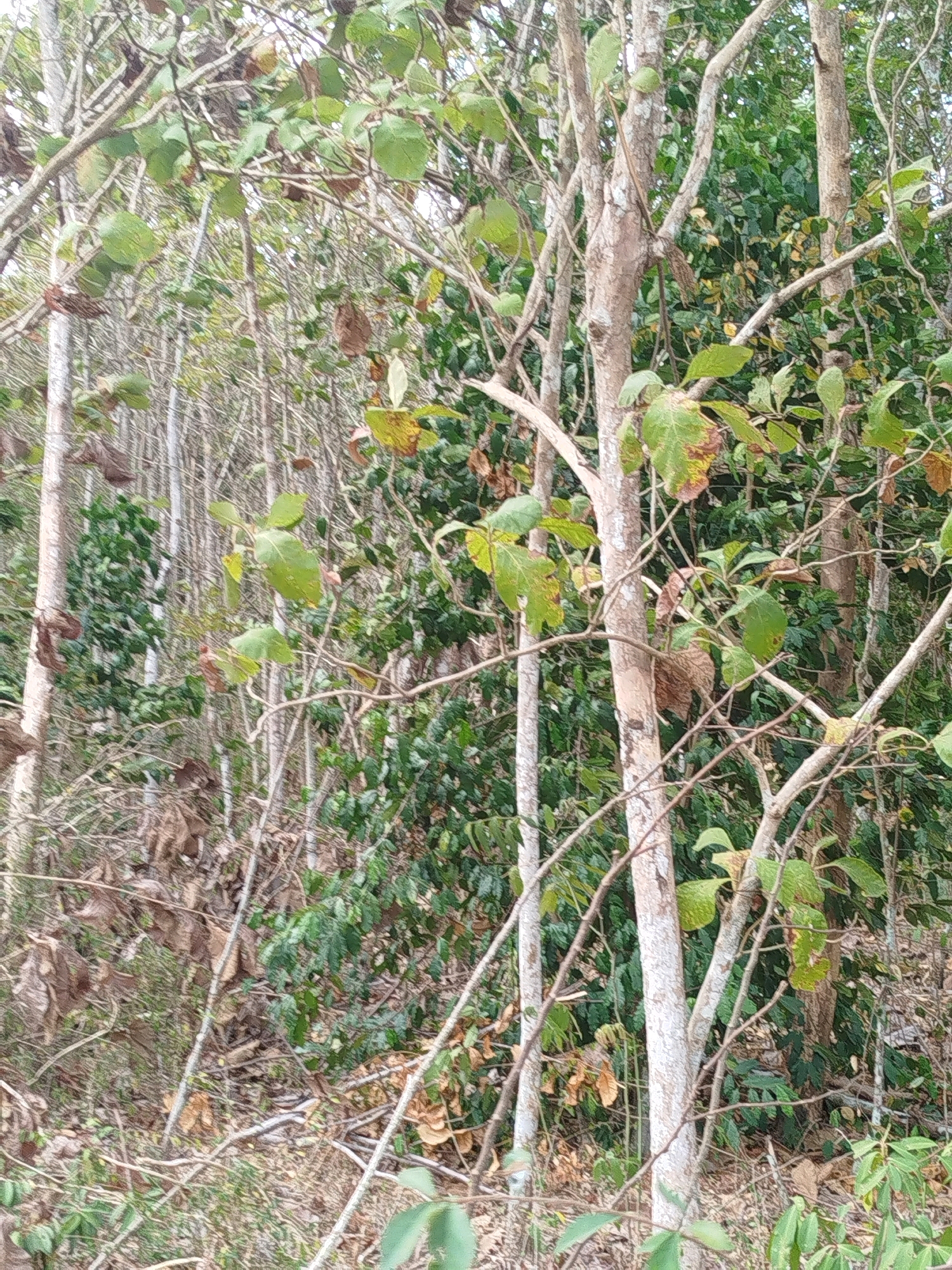 This is a medium-shot, eye-level, slightly blurred, vertical-format photograph of a dense, natural forest scene. The foreground is dominated by the trunks of several trees, with the one on the right being the most prominent and in focus. This tree has a pale, rough bark and is adorned with thin branches and sparse, green and brown leaves, some of which appear to be drying or dead. Several other trees are visible in the midground, appearing thinner and closer together, with a similar bark texture and less foliage. The background reveals a wall of lush, dark green foliage, indicative of a thick forest canopy. Scattered among the trees and on the forest floor are fallen leaves and dry vegetation. The lighting suggests an overcast day, with soft, diffused light. There are no people or animals visible in the image. The scene depicts a natural forest environment, typical of the rural or natural areas that might be found on the outskirts of Widoro, Indonesia.