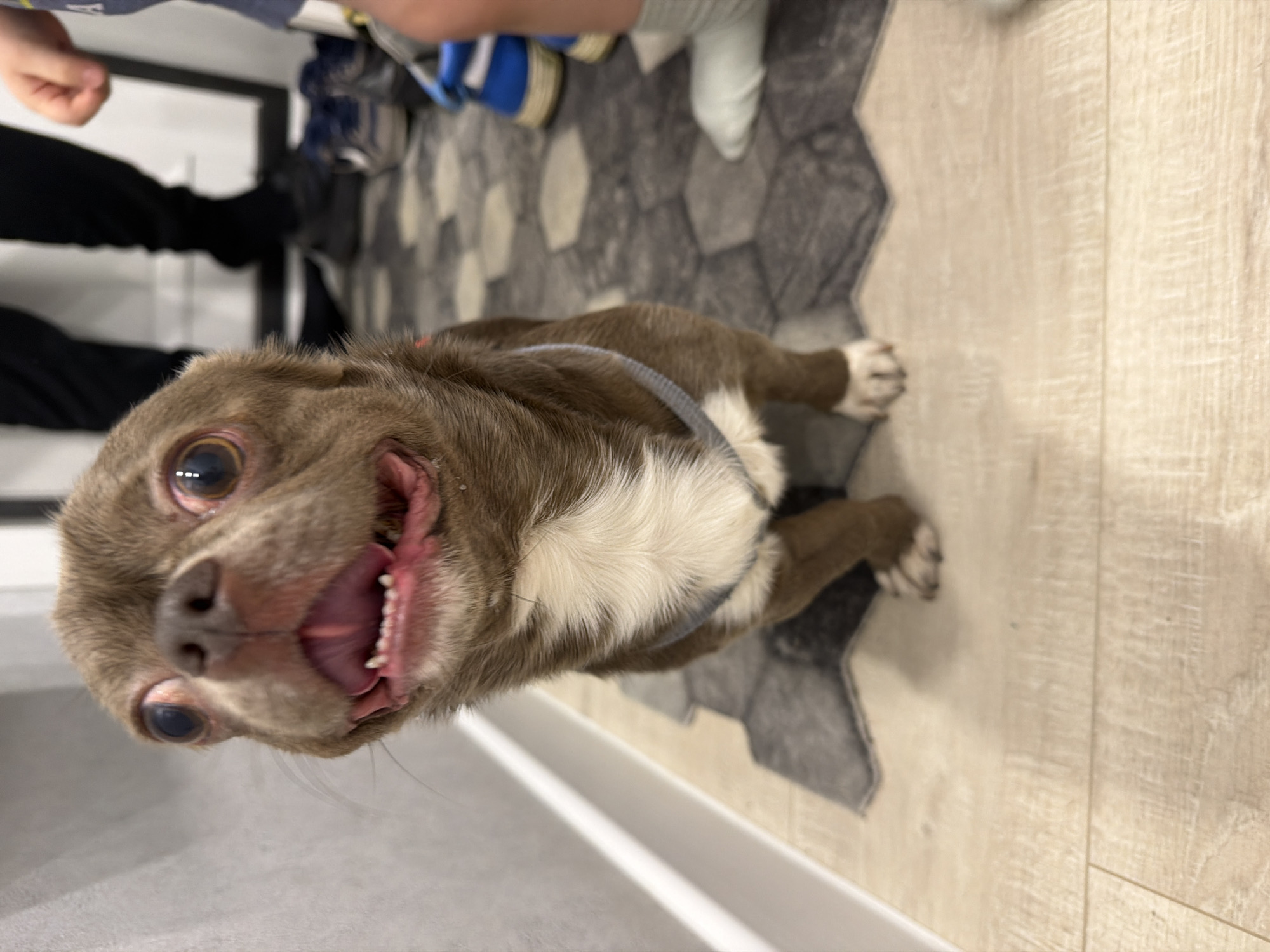 A close-up, high-angle shot shows a small, brown and white dog with large eyes and an open mouth, revealing its teeth. The dog is wearing a grey harness and is standing on a floor composed of light wood-like planks and hexagonal grey and white patterned tiles. Parts of human feet and legs are visible in the background, suggesting people are present. The scene does not provide enough information to determine its location in Votkinsk, Russia.