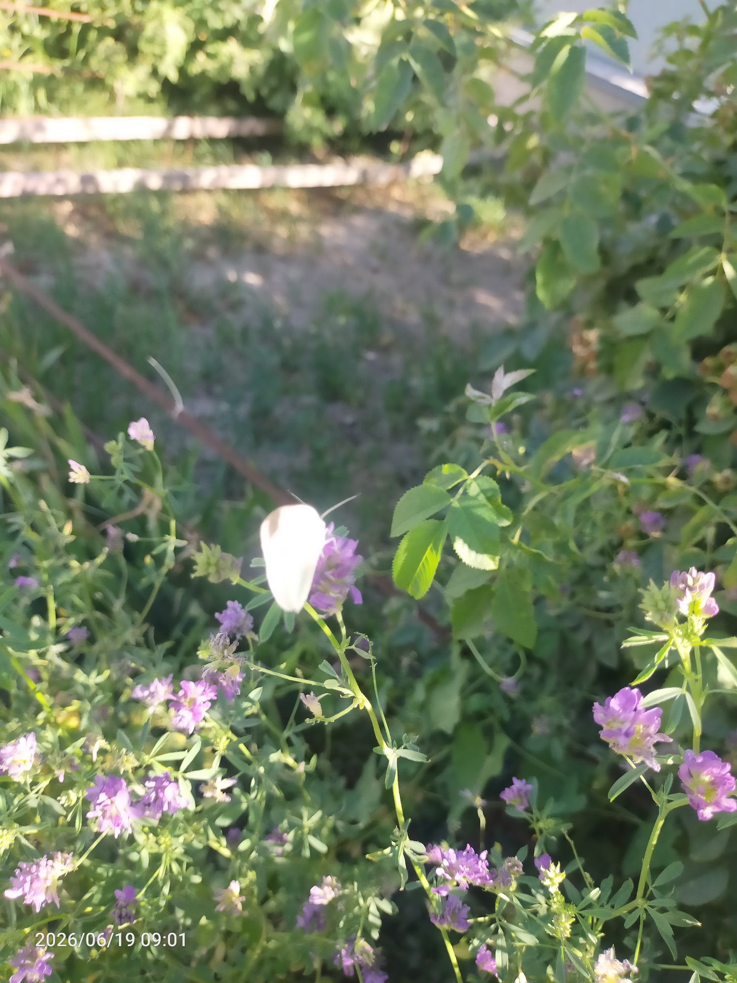 The image shows a white butterfly resting on a cluster of purple flowers, with green foliage in the background. The butterfly is positioned in the center-left of the frame, with its wings slightly open. The flowers are small and have a delicate appearance. The background is blurred, but it appears to be an outdoor setting with sunlight filtering through leaves. There are two horizontal wooden beams visible in the upper portion of the image, and a metal rod runs diagonally across the scene. The timestamp "2026/06/19 09:01" is overlaid on the bottom left corner of the image. The location is identified as Unknown, Unknown.