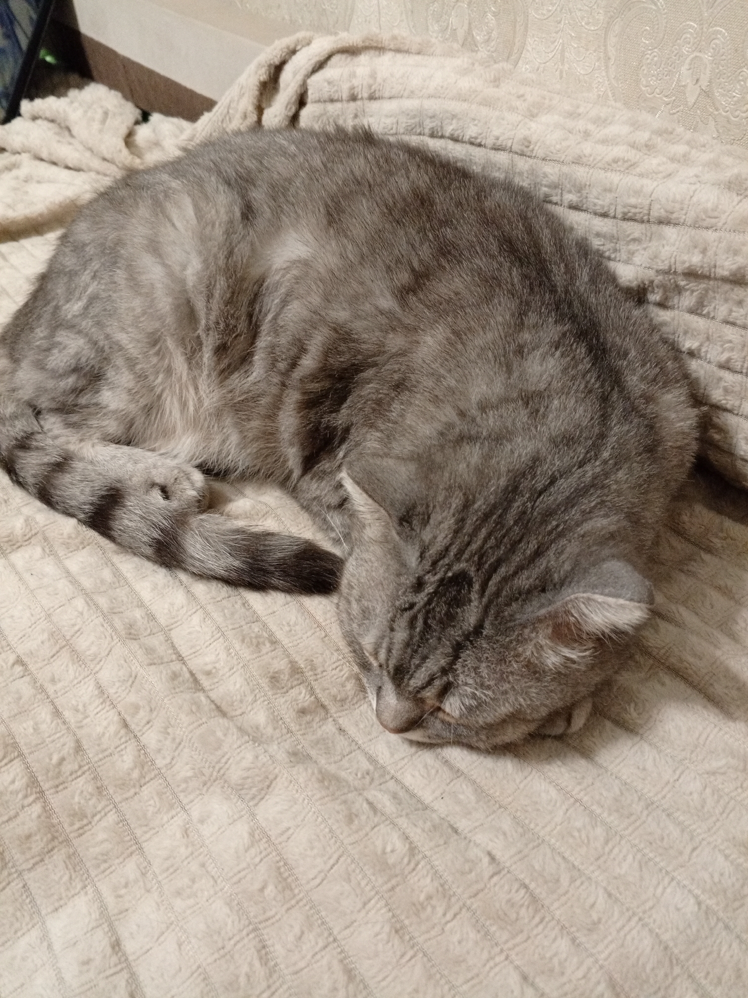 A grey tabby cat is curled up asleep on a beige textured blanket. The cat is positioned in the center of the frame, with its head tucked into its body and its tail wrapped around its hind legs. The blanket appears to be on a bed or sofa, and the background shows a hint of a wall and possibly a window. The scene is dimly lit, suggesting it might be nighttime or an indoor setting with low light. There is no indication of the cat's location in Balakhna, Russia, or any other specific location. The image is a simple snapshot of a sleeping pet.