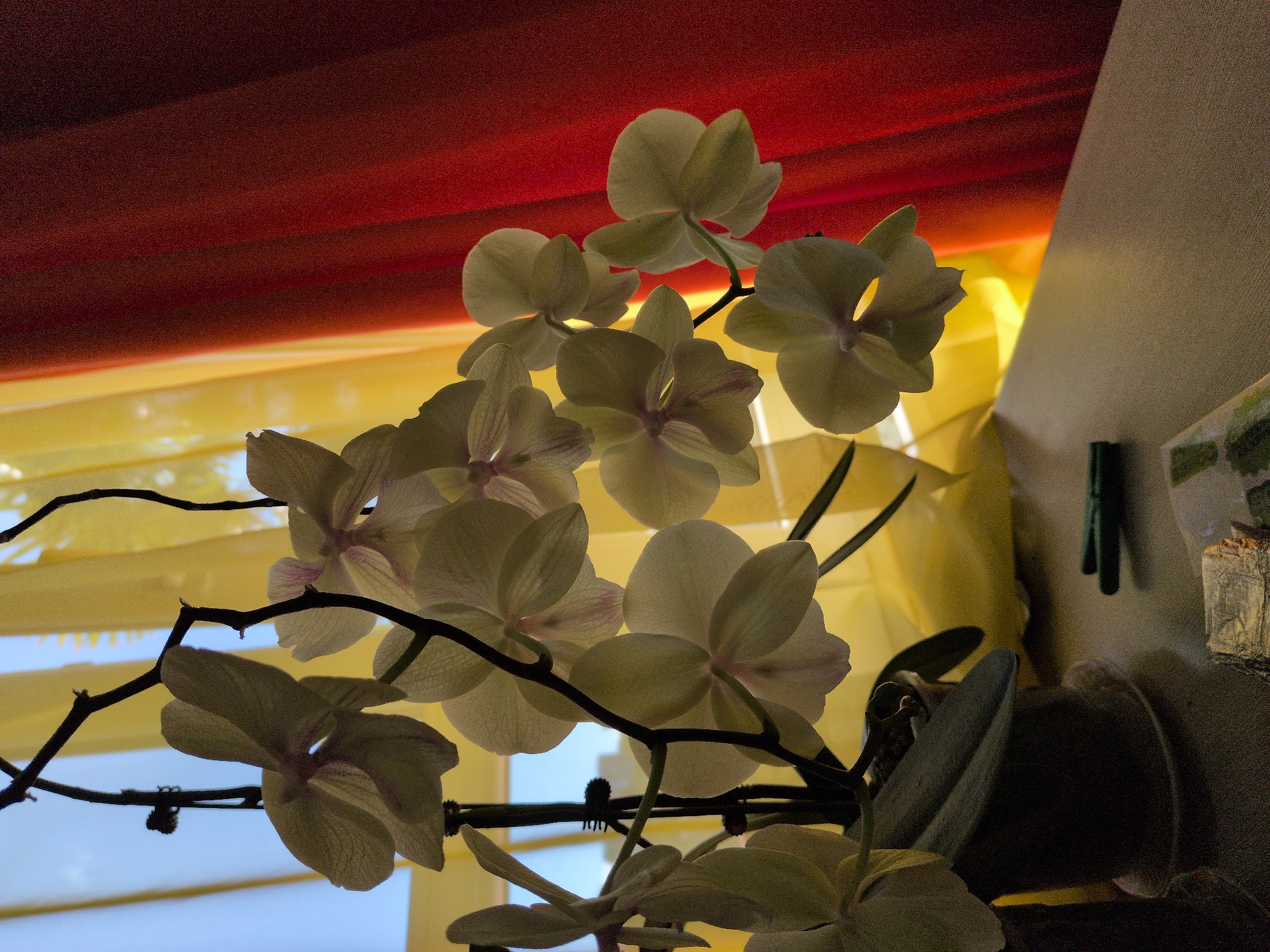 This is a close-up, indoor, eye-level, medium shot photograph of a potted orchid plant positioned on a flat surface, likely a table or windowsill. The orchid has delicate, pale yellow petals with faint pink streaks on the inner surfaces, arranged on dark, thin stems. Several blooms are visible, some in full bloom and others appearing to be in various stages of development. The plant is in a dark-colored pot with a saucer.
Behind the orchid, the background consists of two distinct fabric curtains. The left side features a translucent, bright yellow curtain, allowing some light to filter through. To the right, a deep red, opaque curtain is visible, with distinct vertical folds and a darker hue towards the right edge of the frame. The bright yellow curtain is partially illuminated by a light source, likely from a window behind it, which also casts a soft glow through the orchid's petals. The blue of the sky is faintly visible through the yellow curtain at the top left of the image.
In the foreground, on the flat surface, two green cylindrical objects, possibly pens or markers, are placed horizontally. To the right and slightly in front of these, a small, rectangular object with a textured, metallic appearance and possibly some paper or fabric is visible. The surface itself appears to be a neutral, textured material, possibly wood veneer, with a slight sheen.
The lighting in the image suggests it was taken during the daytime, with natural light filtering through the window and curtains. The shadows are soft, indicating diffused light. There are no people or animals visible in the photograph. The image does not provide any direct information about the specific location within the city of Sochi, Russia, or any context that would place it there.