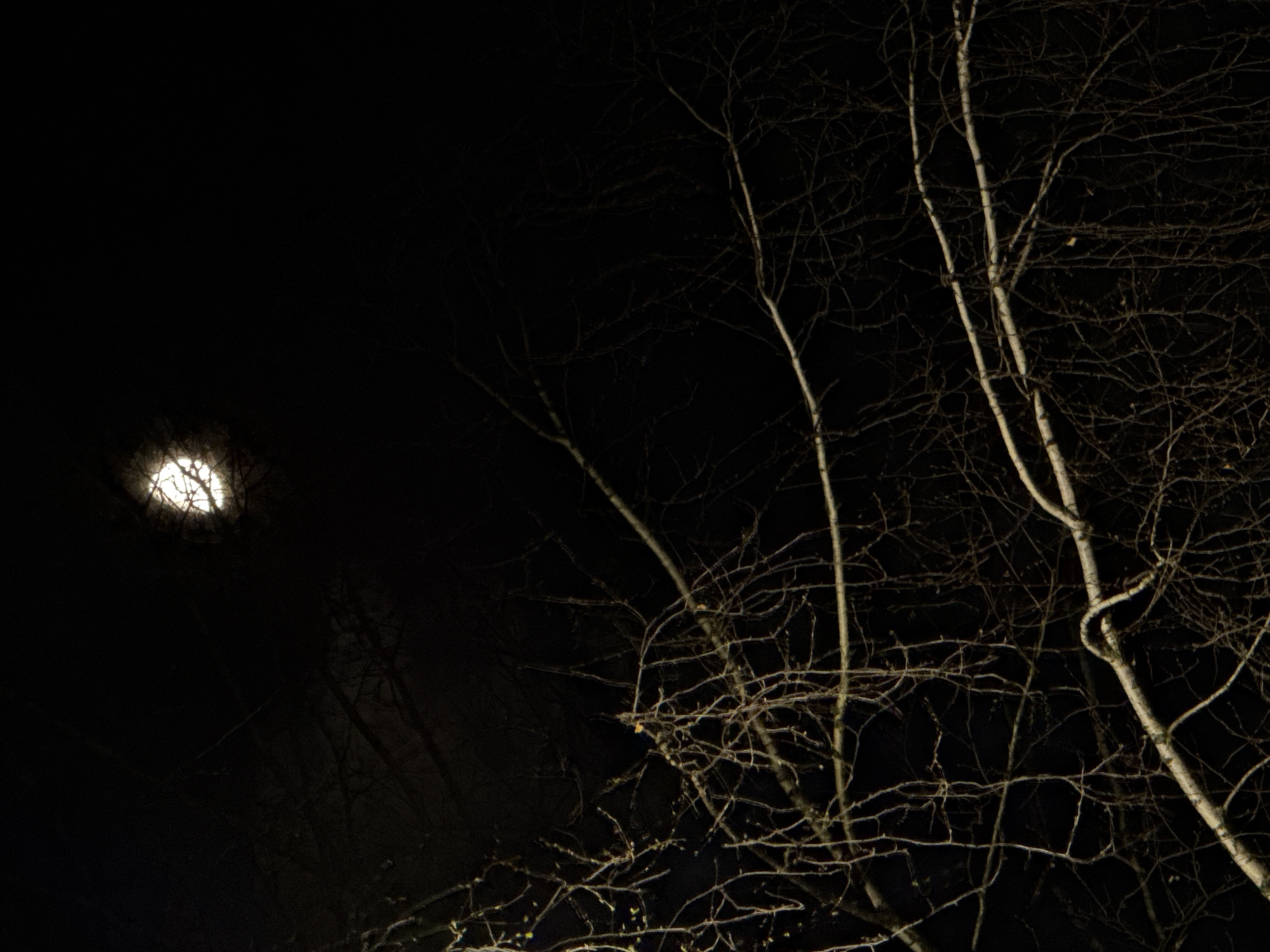 Captured at night in Прикамский, Russia, the image depicts the moon shining behind bare tree branches. The stark white branches of the trees contrast sharply against the otherwise dark scene. The moon is visible on the left side of the image, its light partially obscured by the branches.