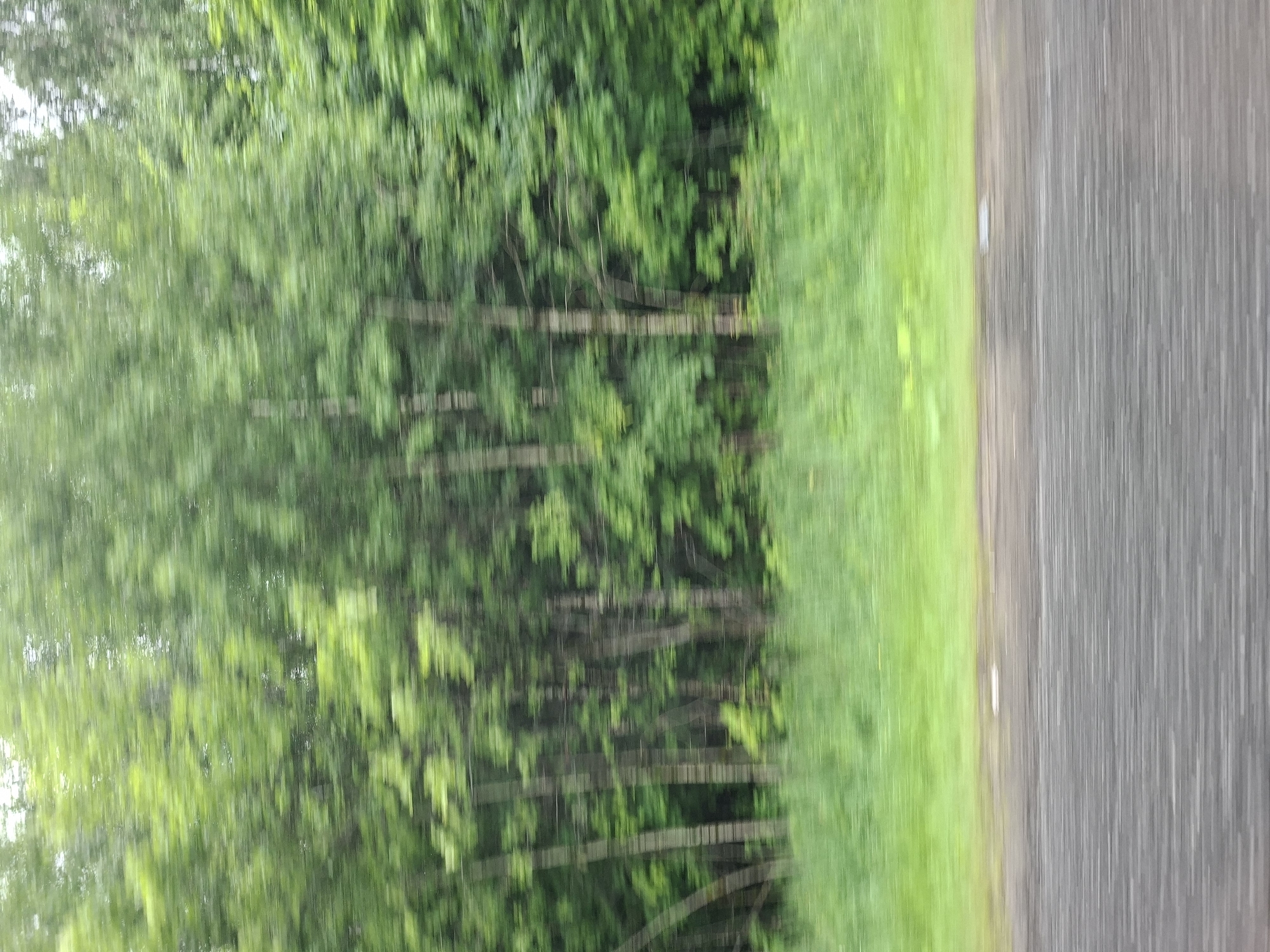 The image captures a motion-blurred view of a roadside scene in Vorob'evka, Russia. In the background, a dense line of green trees stretches horizontally, with their leaves appearing as streaks due to the movement. A band of blurred green grass is visible in the mid-ground. The foreground consists of a dark, textured surface, likely a road, also exhibiting horizontal motion blur. A small, light-colored object, possibly a stone or piece of debris, is faintly visible on the edge of the road. The scene is dominated by natural elements, with no discernible human presence or structures other than the road. The overall impression is one of speed and a fleeting glimpse of the natural landscape.