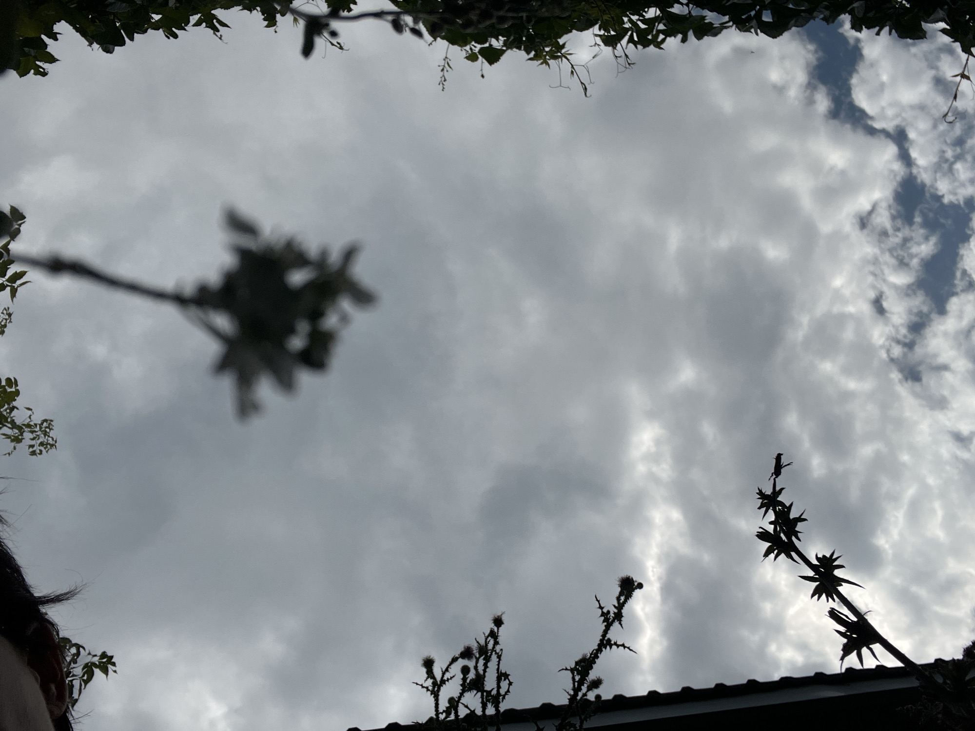 A low-angle, overcast shot of the sky, framed by foliage and a roofline, taken in Saratov, Russia. Silhouetted against the cloudy sky are branches of plants, some with thorny stems and small, dark seed heads, and others with leaves. A portion of a dark-colored roofline is visible on the left side. In the upper center, a blurred cluster of leaves hangs from a branch. The sky is filled with gray, textured clouds, with hints of lighter blue peeking through in the lower right quadrant. The overall mood is somber and natural.
