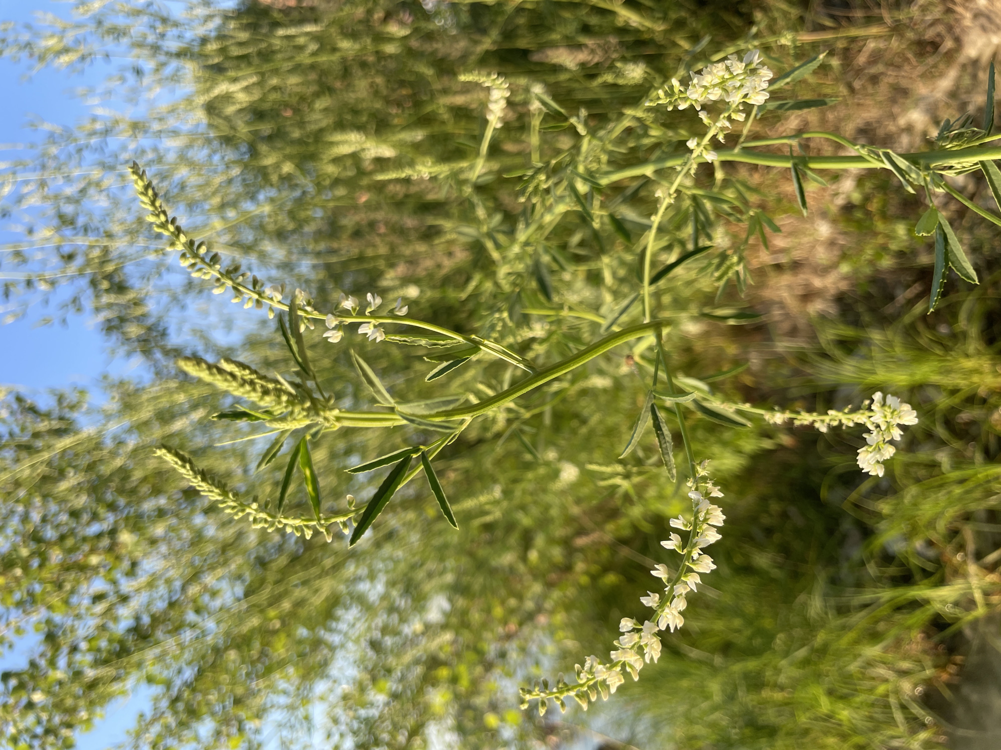 The image depicts a close-up, vertically oriented view of a plant with small white flowers and green leaves. The plant's stem is thin and green, with slender leaves emerging at intervals. The flowers are clustered together in elongated spikes, with individual blossoms appearing delicate and numerous. The background is a soft, blurred expanse of greens and browns, suggesting a natural outdoor setting. Sunlight filters through the foliage, creating a dappled effect and highlighting the textures of the plant. The lighting suggests it is daytime, possibly late afternoon due to the warm tones and gentle shadows. The overall mood is serene and natural, focusing on the intricate beauty of the flowering plant. There is no visible text in the image.