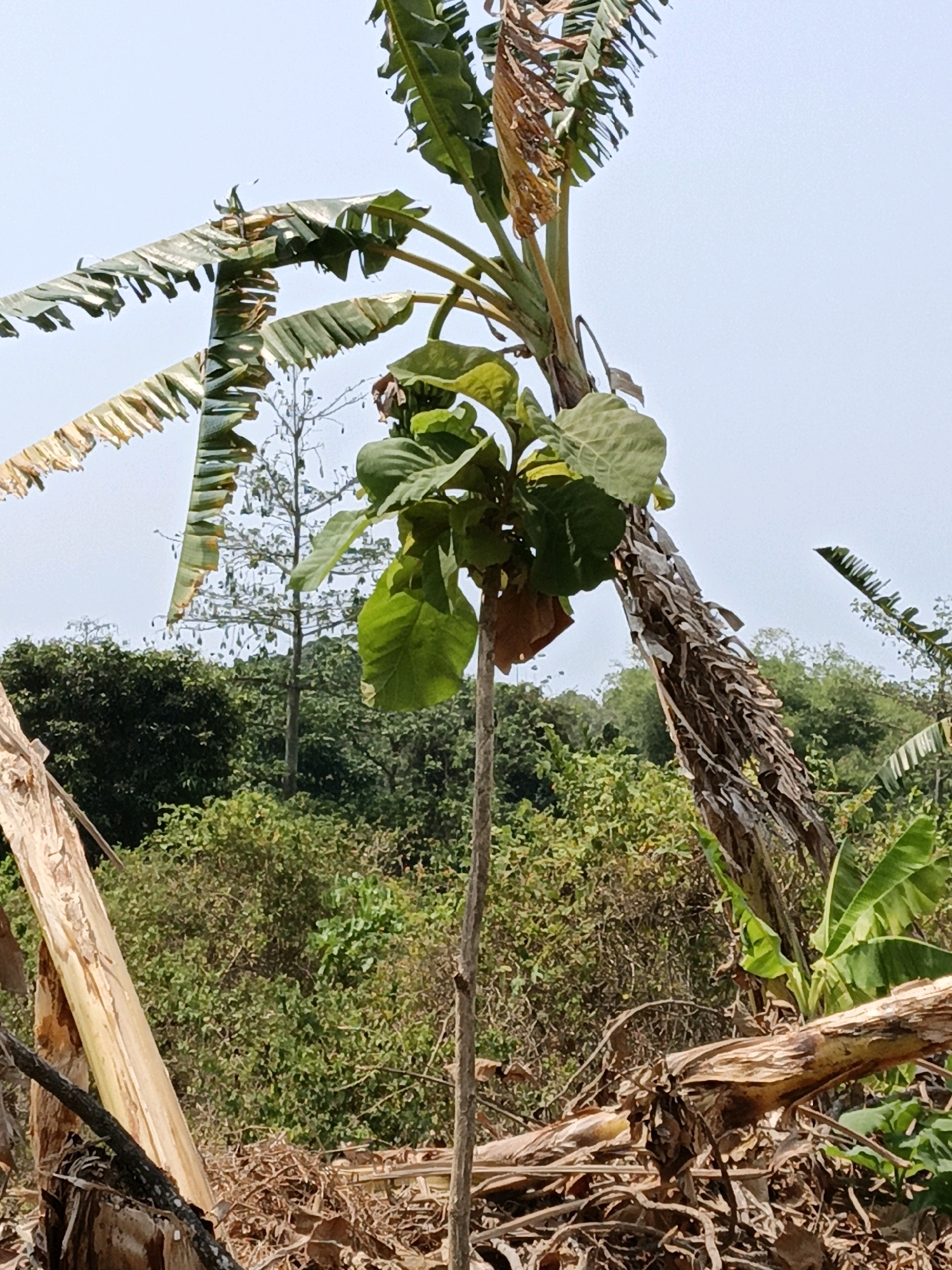 The image depicts a close-up view of vegetation, likely in a rural or natural setting. In the foreground, there are large, dry, fallen banana leaves and a thick, light-colored trunk of what appears to be a felled banana plant. To the left, a portion of another large, light-colored trunk is visible. In the center of the frame, a slender tree trunk with large green leaves sprouts upwards. Behind this, a sparse tree with small, dangling objects is visible against a pale sky. Further back, a dense, green forest stretches across the middle ground. The lighting suggests it is daytime, with a clear, bright sky. No people are visible in the image. The scene is indicative of a natural environment that may have experienced recent storm damage or deforestation, given the presence of fallen debris. The specific location within Kuwasen, Indonesia is not identifiable from the visual information alone.